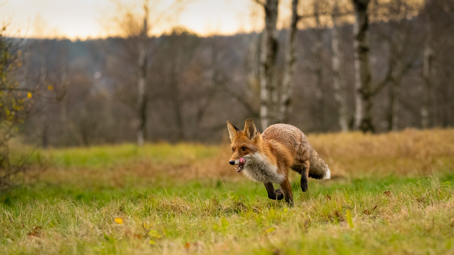 Liška obecná (Vulpes vulpes), Vysočina, 11/2022