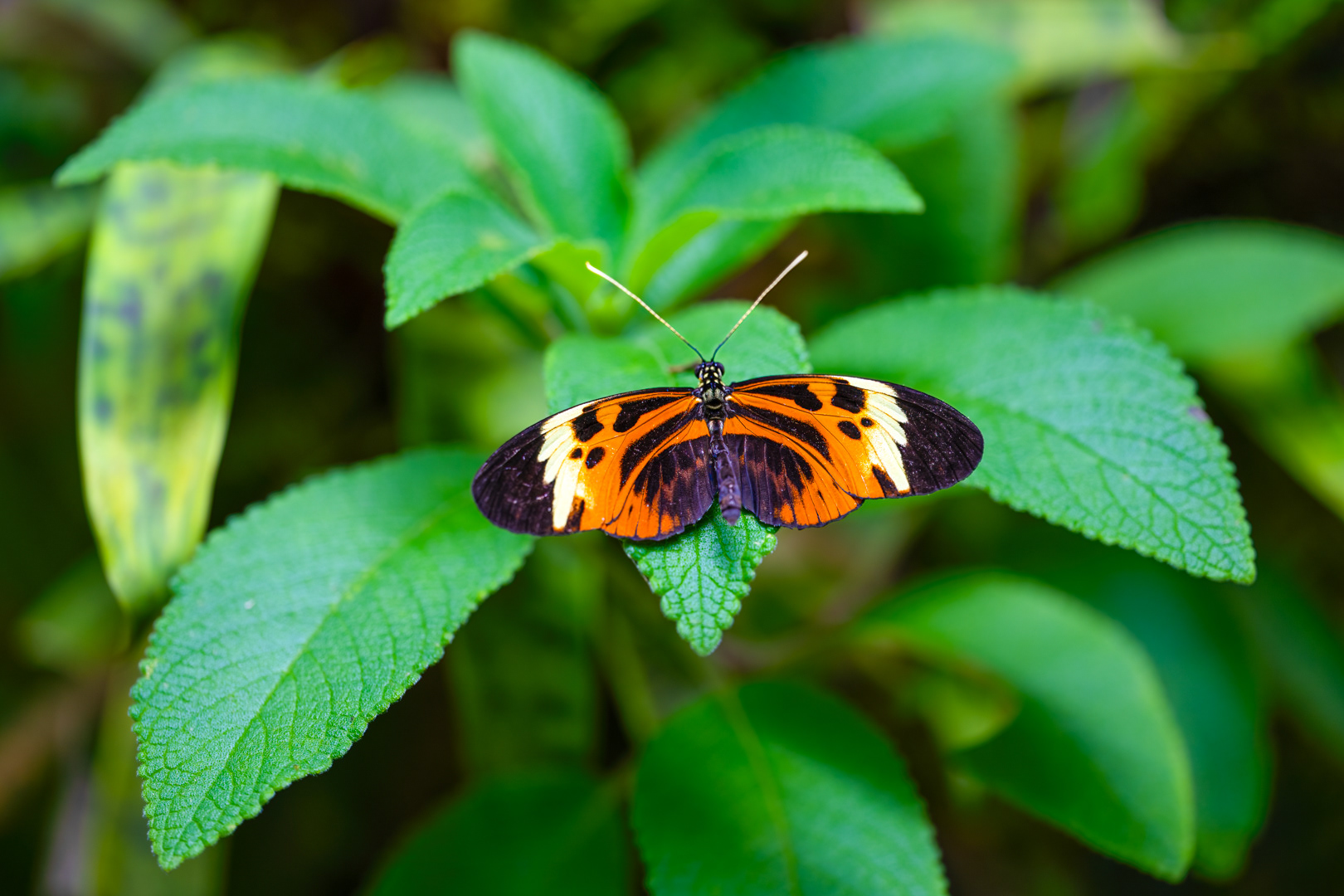 Heliconius ismenius (Striped Tiger Butterfly), Fata Morgana, Praha, 05/2024