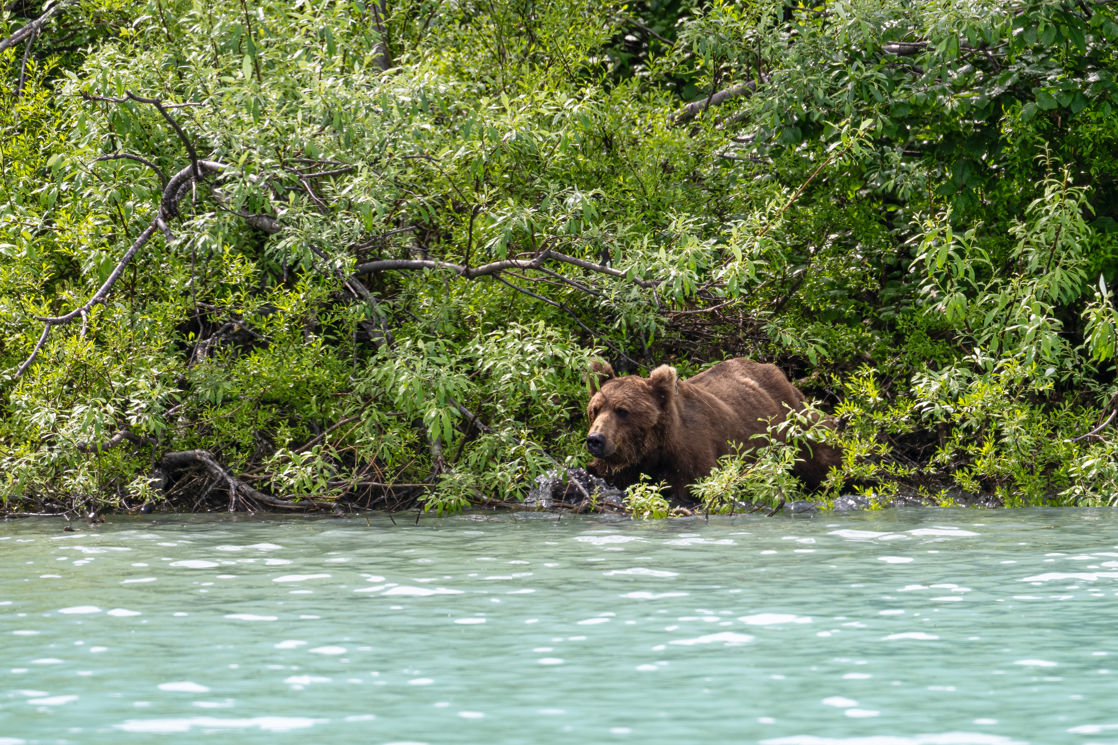 Medvěd grizzly (Ursus arctos horribilis), Aljaška, 07/2023