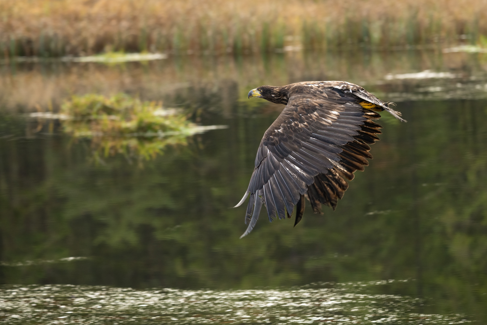 Orel mořský (Haliaeetus albicilla), Vysočina, 11/2022