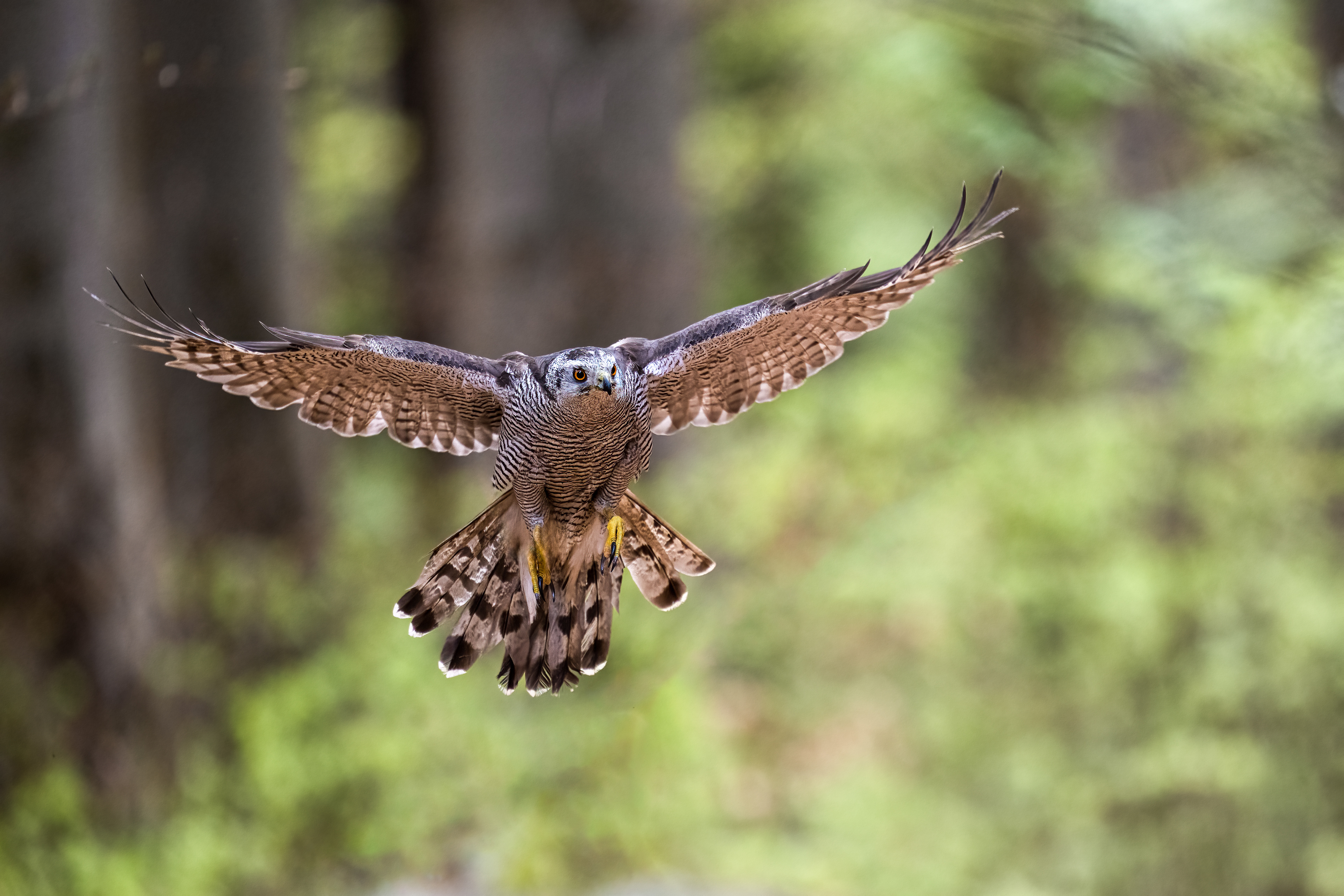 Jestřáb lesní (Accipiter gentilis), Vysočina, 04/2024