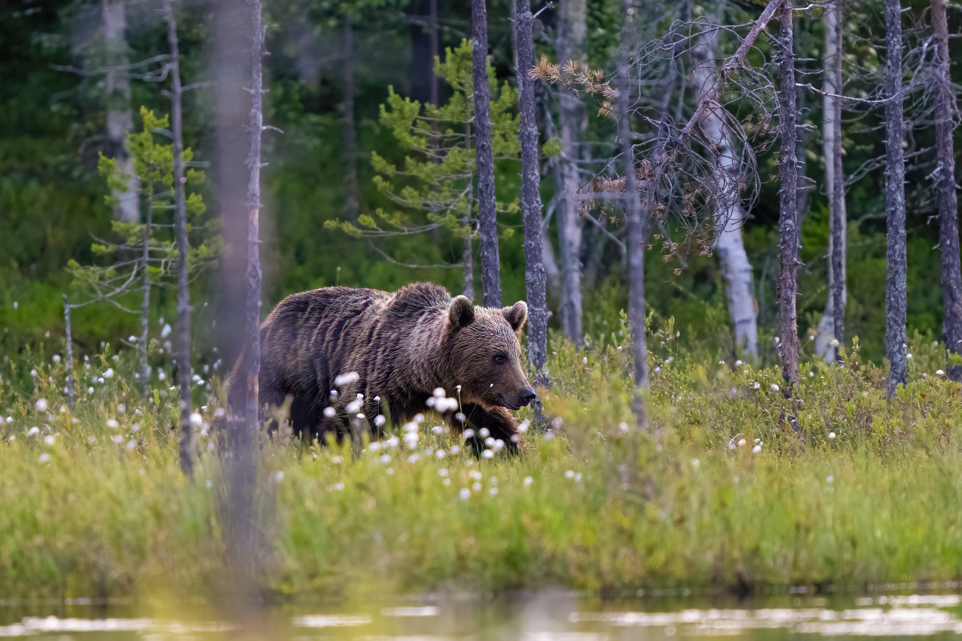 Medvěd hnědý (Ursus arctos), Finsko