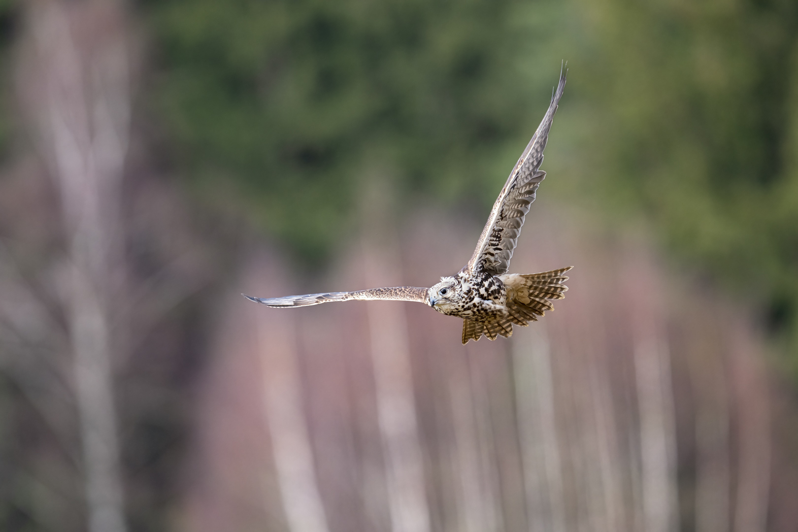 Raroh velký (Falco cherrug), Vysočina, 02/2024