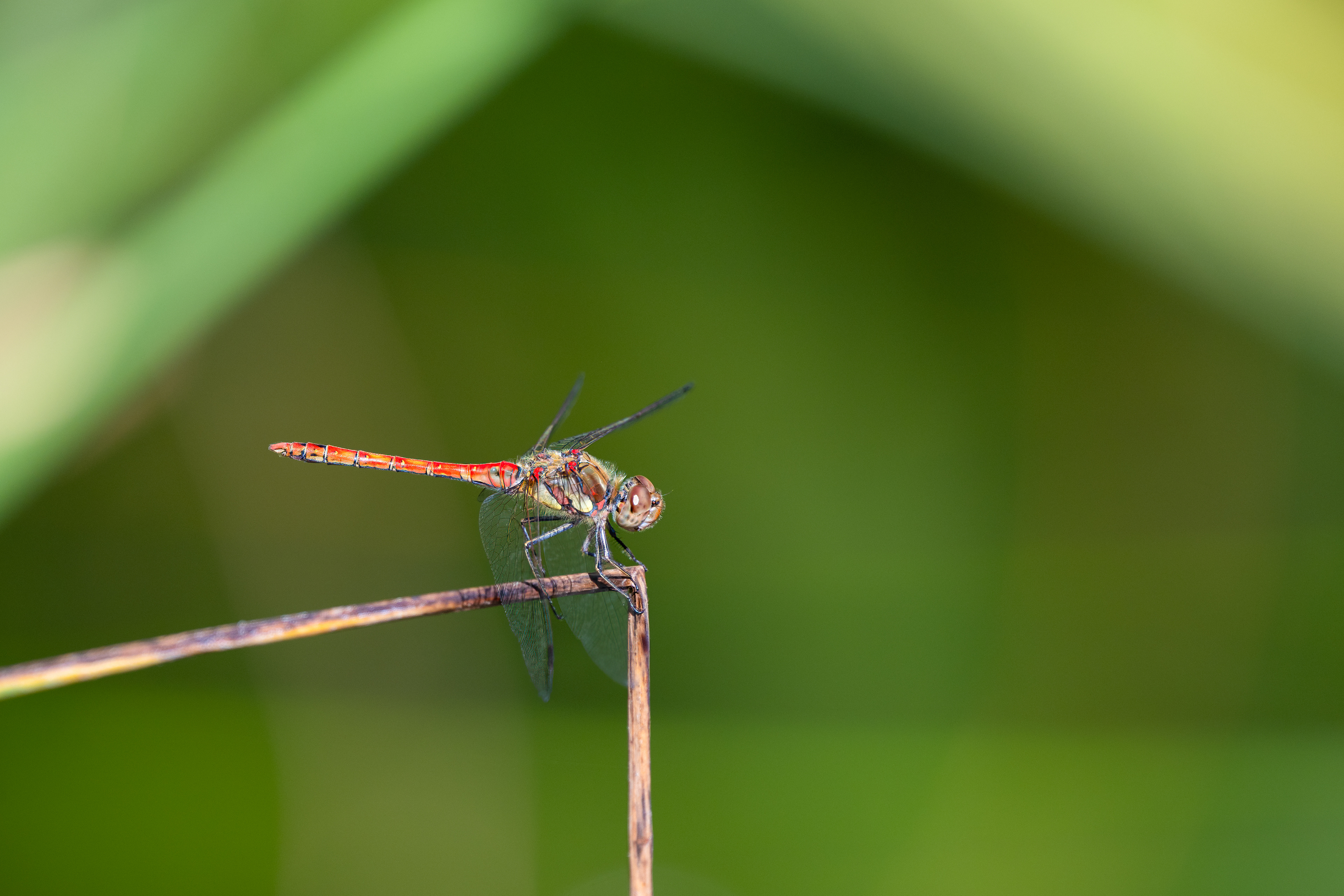 Vážka rudá (Sympetrum sanguineum), Pyšely, 08/2024
