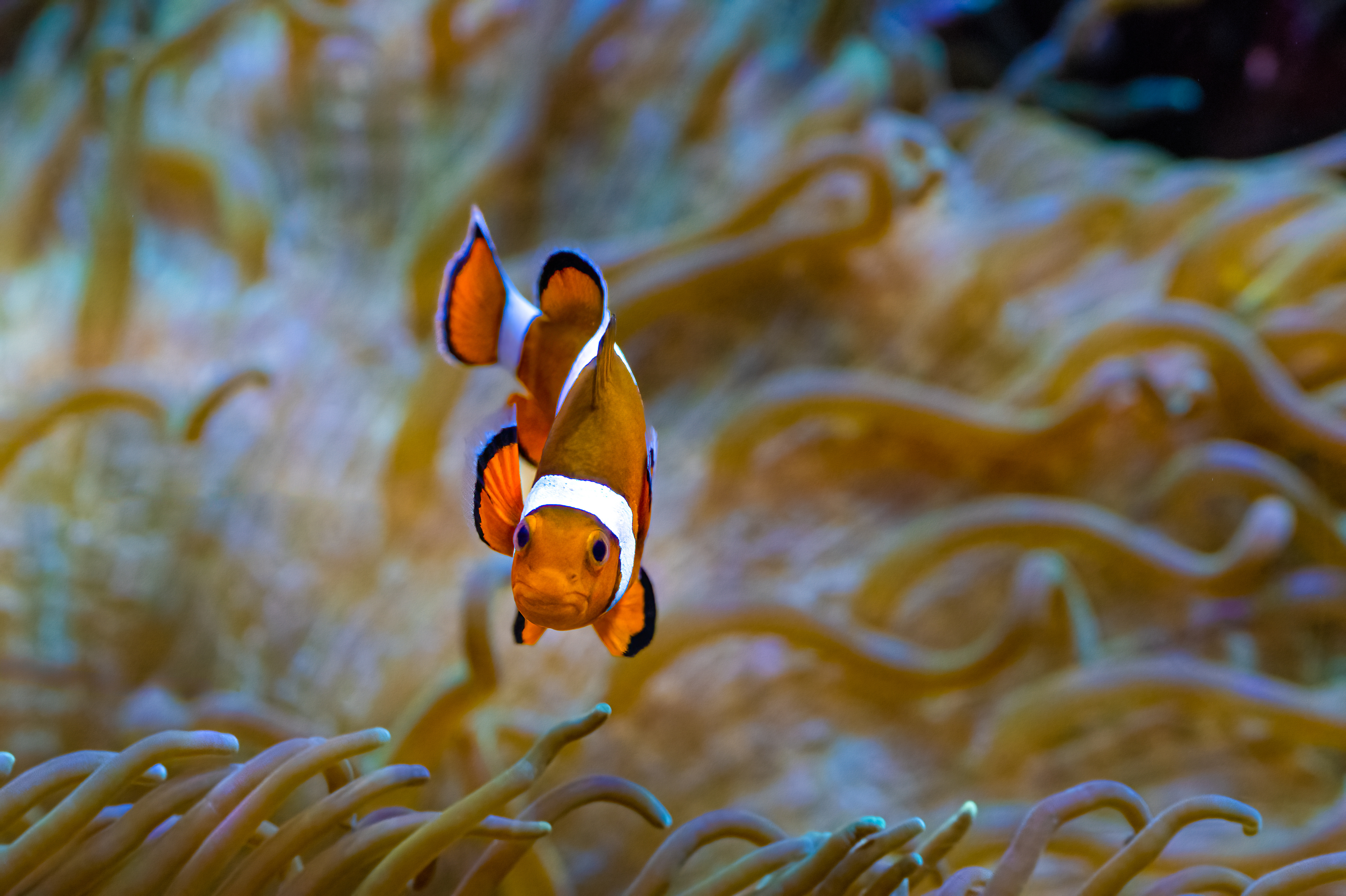 Klaun očkatý (Amphiprion ocellaris)
