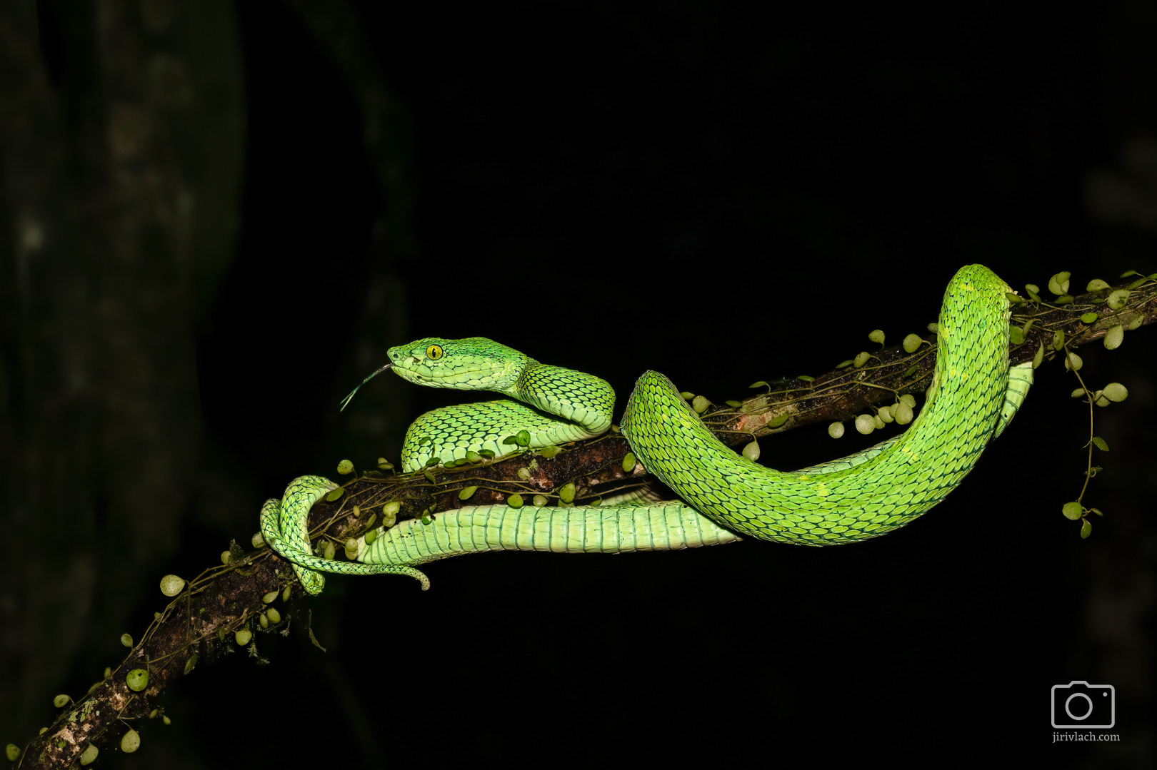 Křovinář (Bothriechis lateralis, Side-striped palm pitviper)