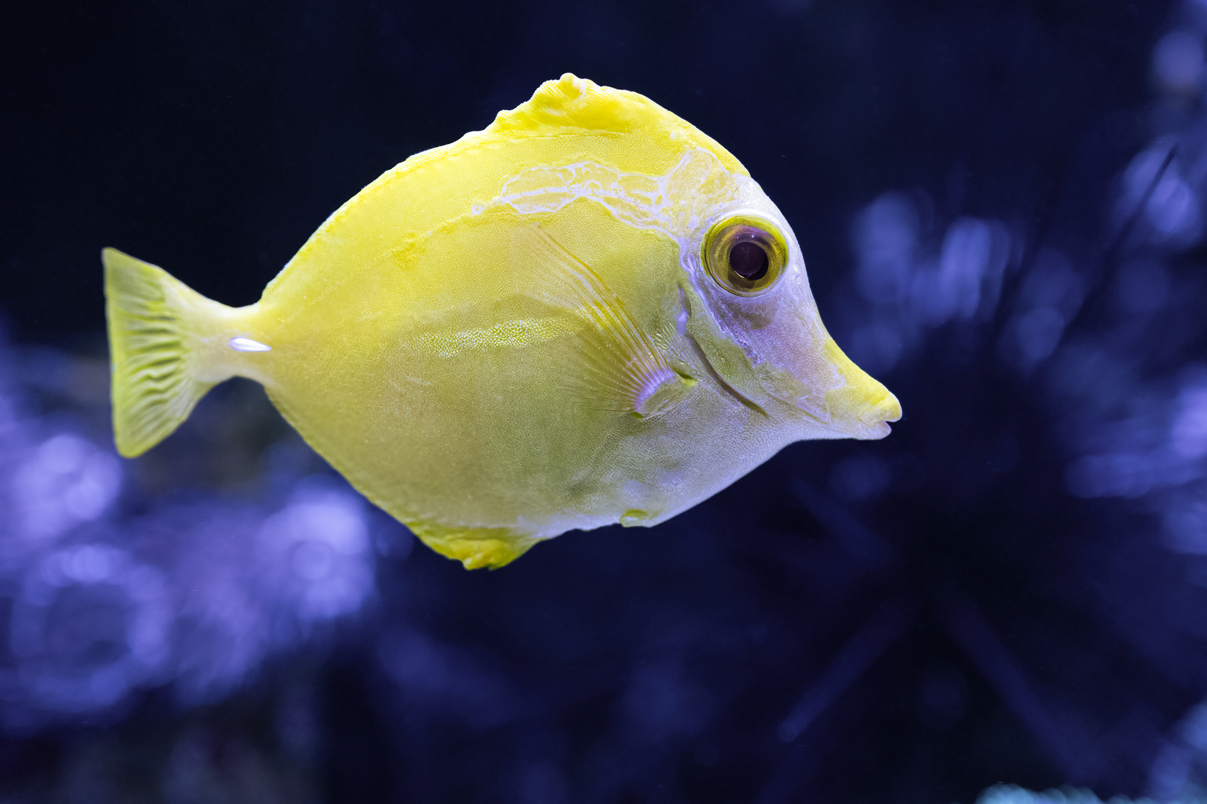 Bodlok žlutý (Zebrasoma flavescens)