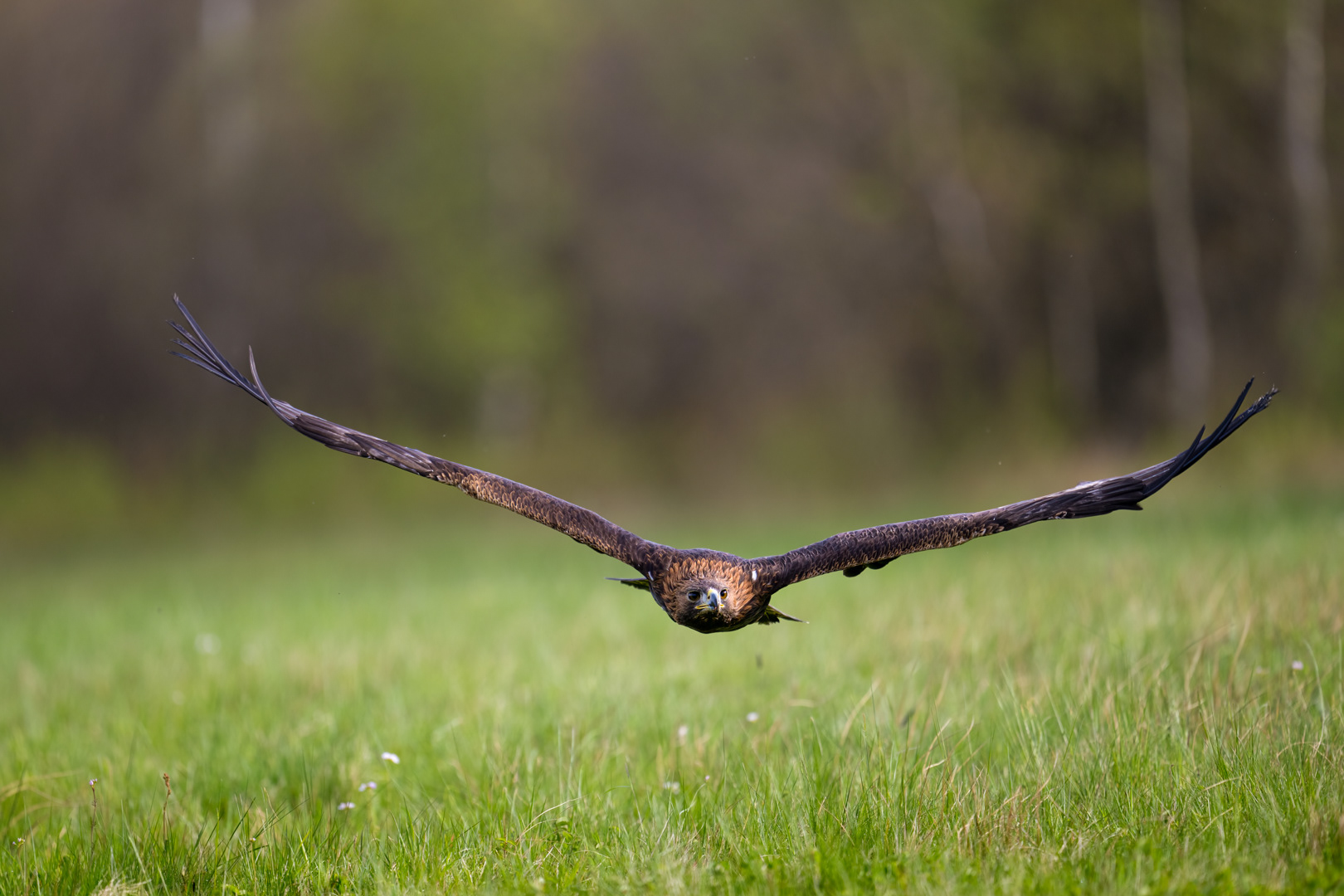 Orel skalní (Aquila chrysaetos), Vysočina, 04/2024