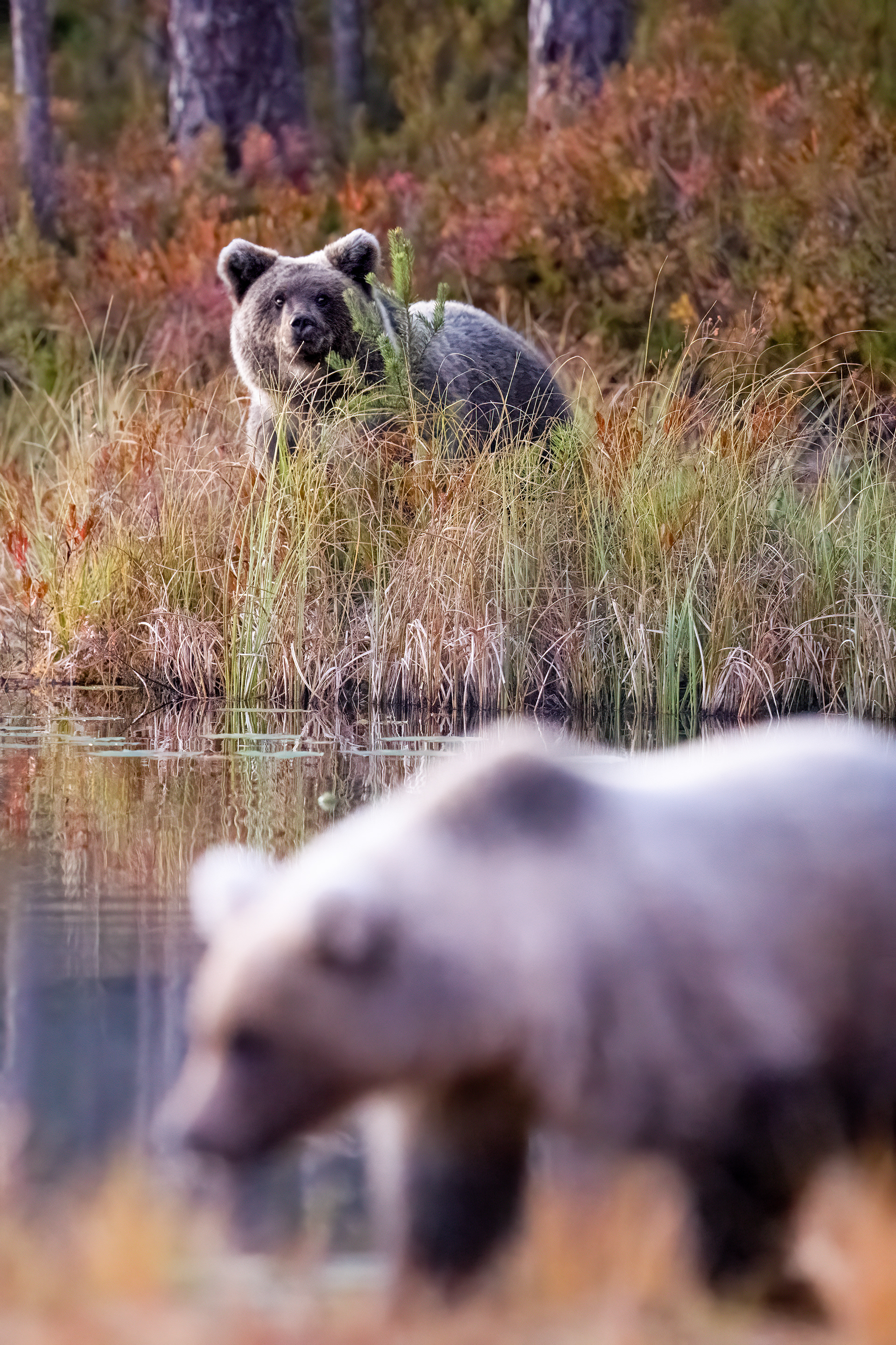 Medvěd hnědý (Ursus arctos), Finsko, 09/2025