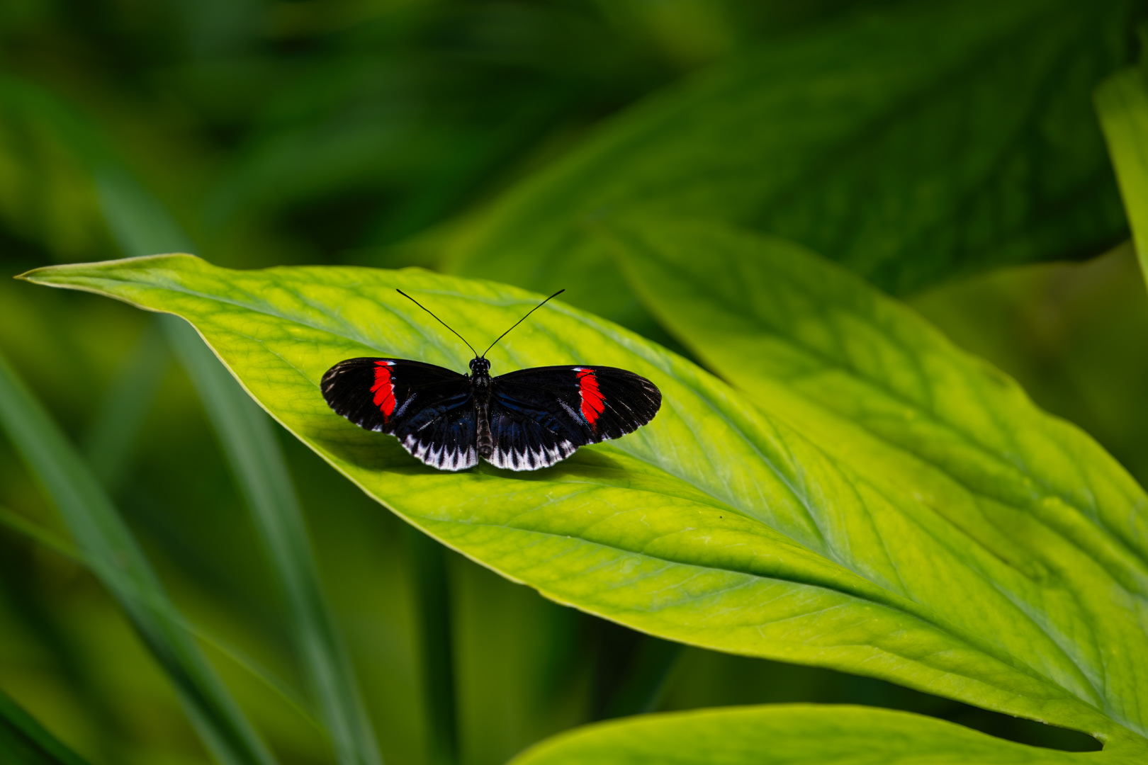 Heliconius melpomene (Postman butterfly), Fata Morgana, Praha, 05/2024
