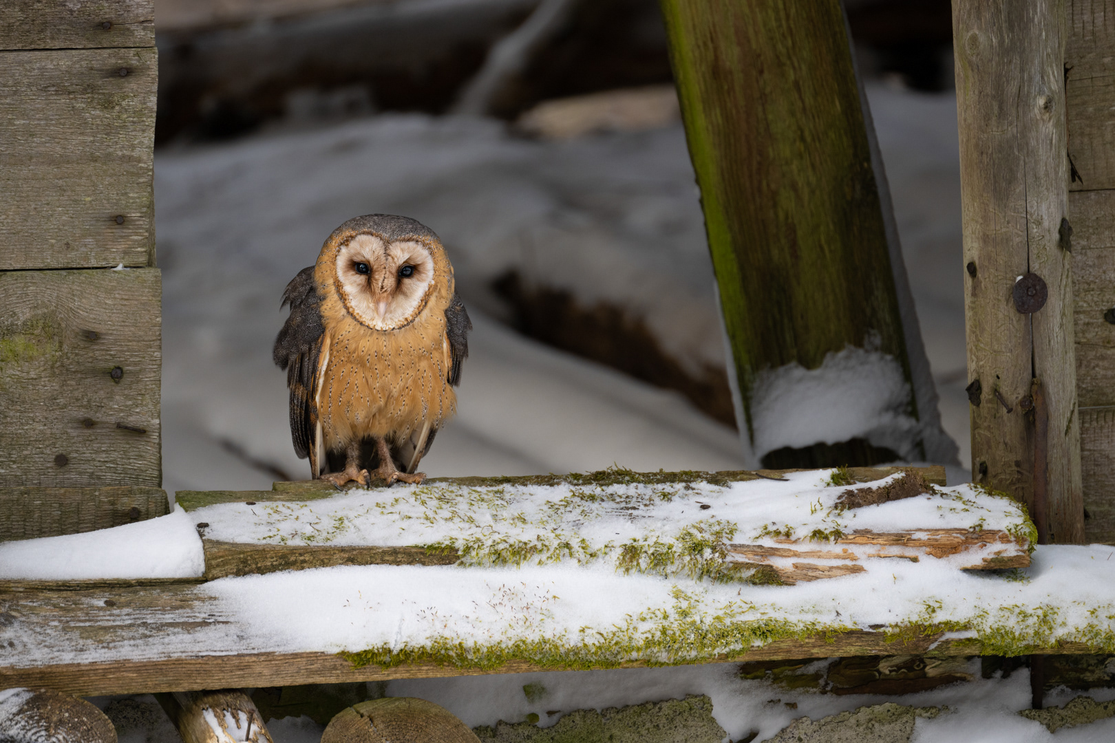 Sova pálená (Tyto alba), Vysočina, 03/2023