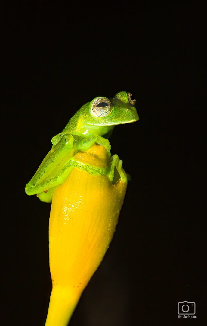 Rosněnka průsvitná (Emerald glass frog, Centrolene prosoblepon)