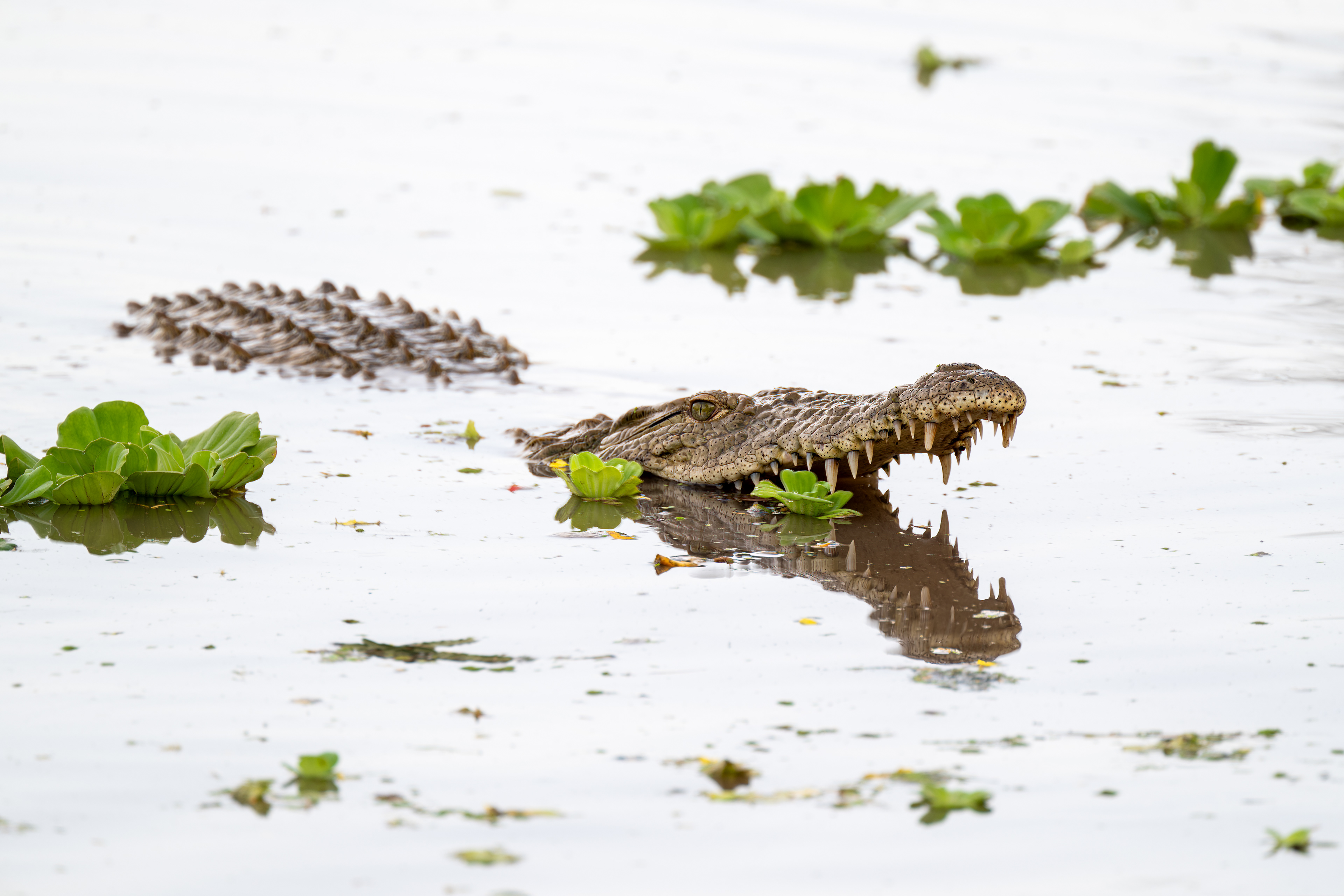 Krokodýl nilský (Crocodylus niloticus), Kenya, 12/2025