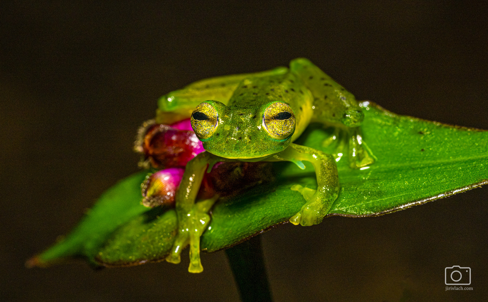 Rosněnka průsvitná (Emerald glass frog, Centrolene prosoblepon)