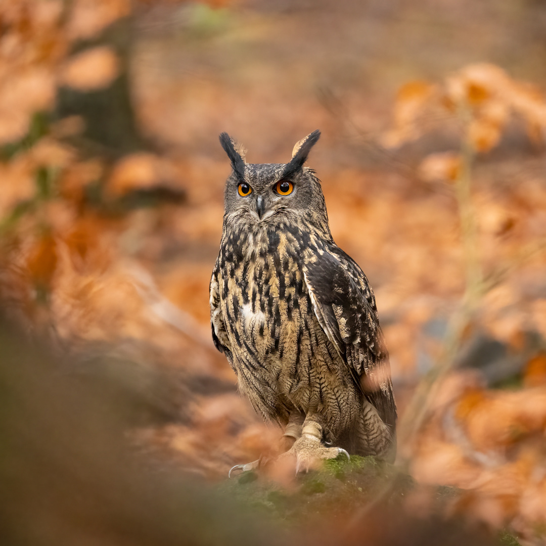 Výr velký (Bubo bubo), Vysočina, 11/2022