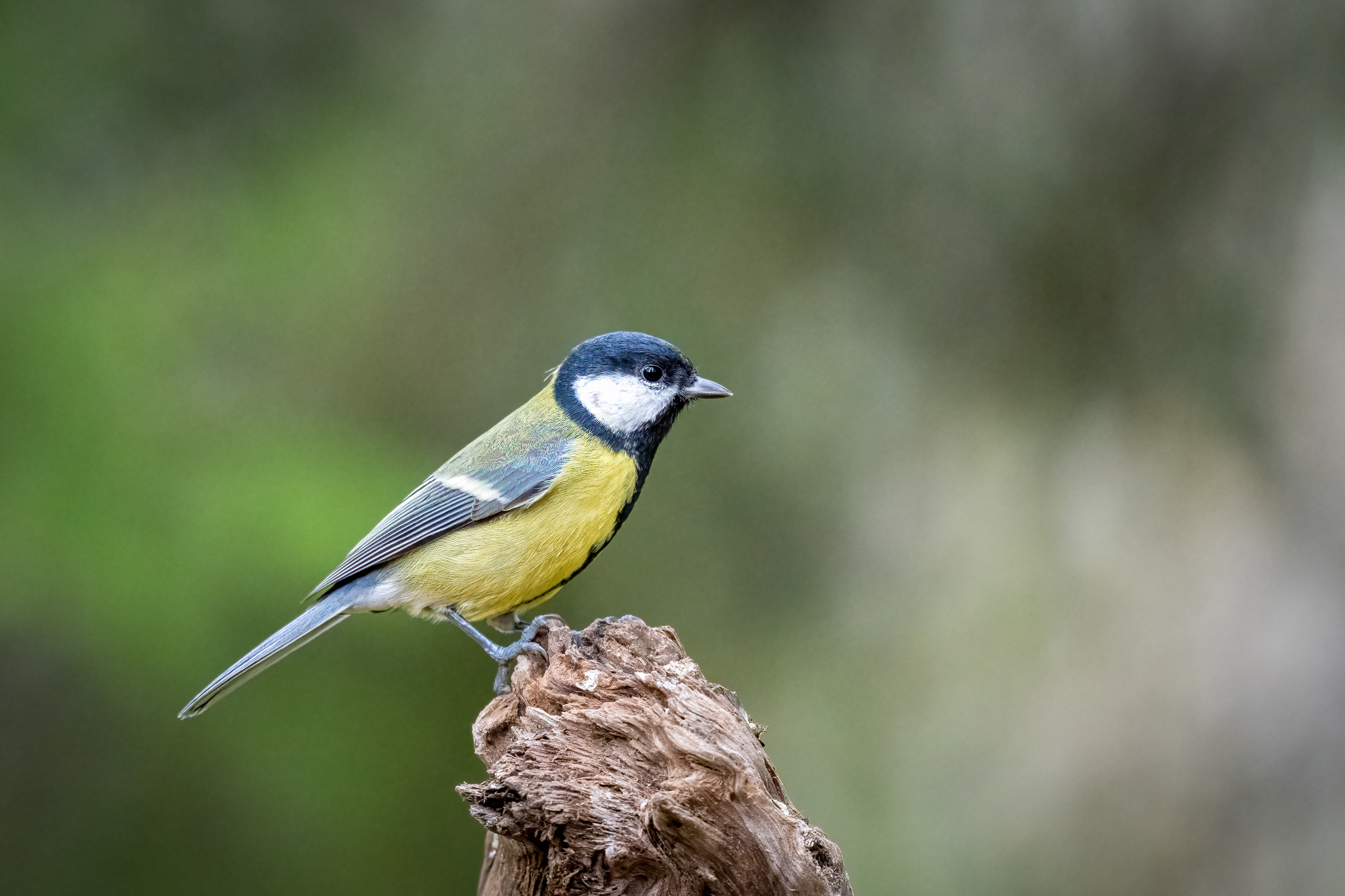 Sýkora koňadra (Parus major), Finsko, 09/2025