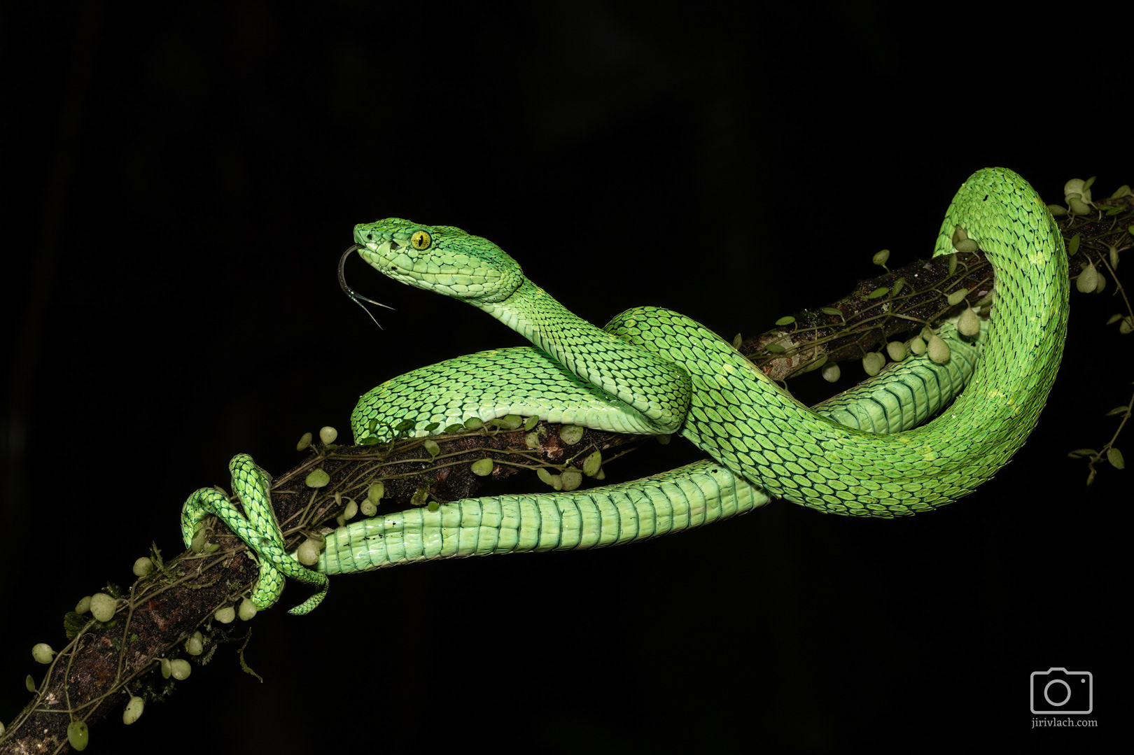 Křovinář (Bothriechis lateralis, Side-striped palm pitviper)