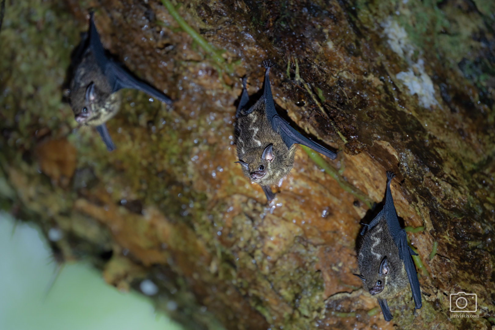 Netopýr vakový (The greater sac-winged bat, Saccopteryx bilineata), Kostarika, 01/2025