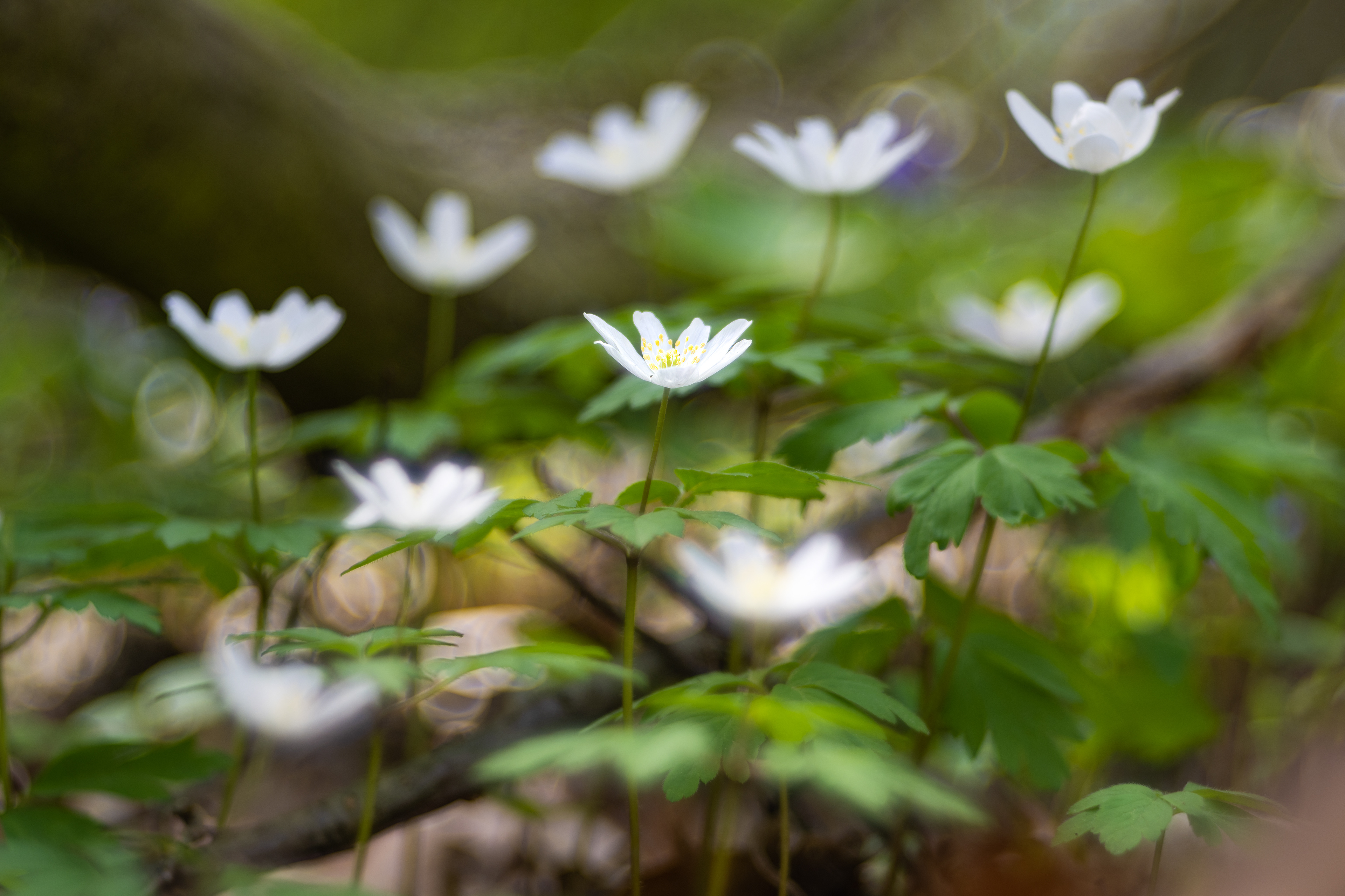 Sasanka hajní (Anemone nemorosa)