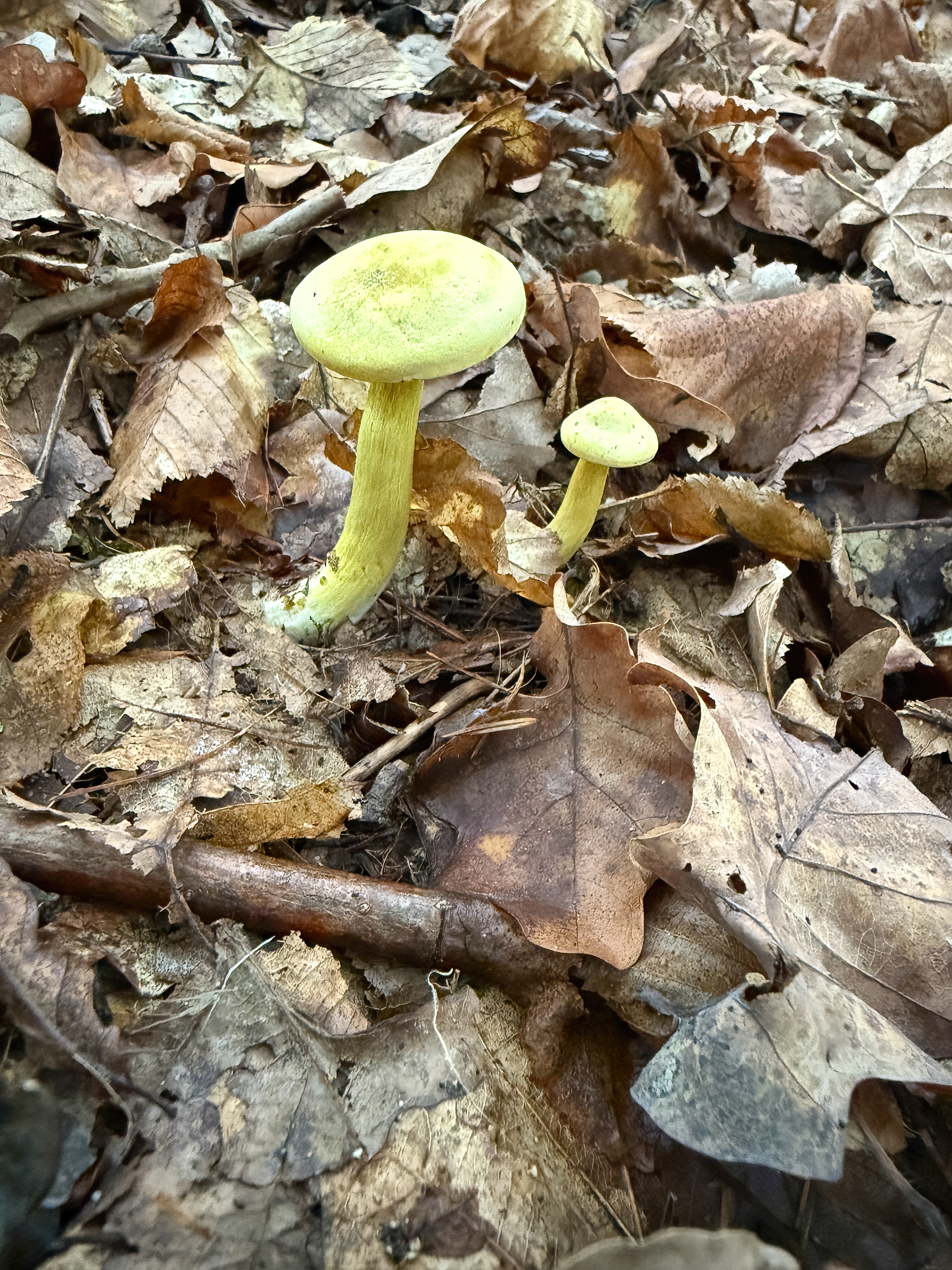 Čirůvka sírožlutá (Tricholoma sulphureum)