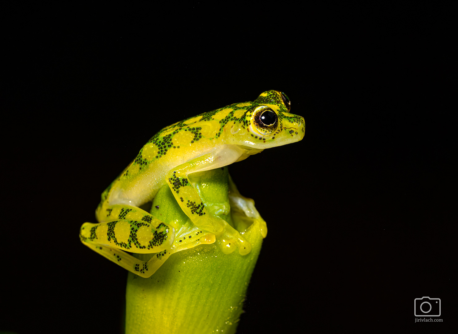 Rosněnka Valeriova (La Palma glass frog, Hyalinobatrachium valerioi)