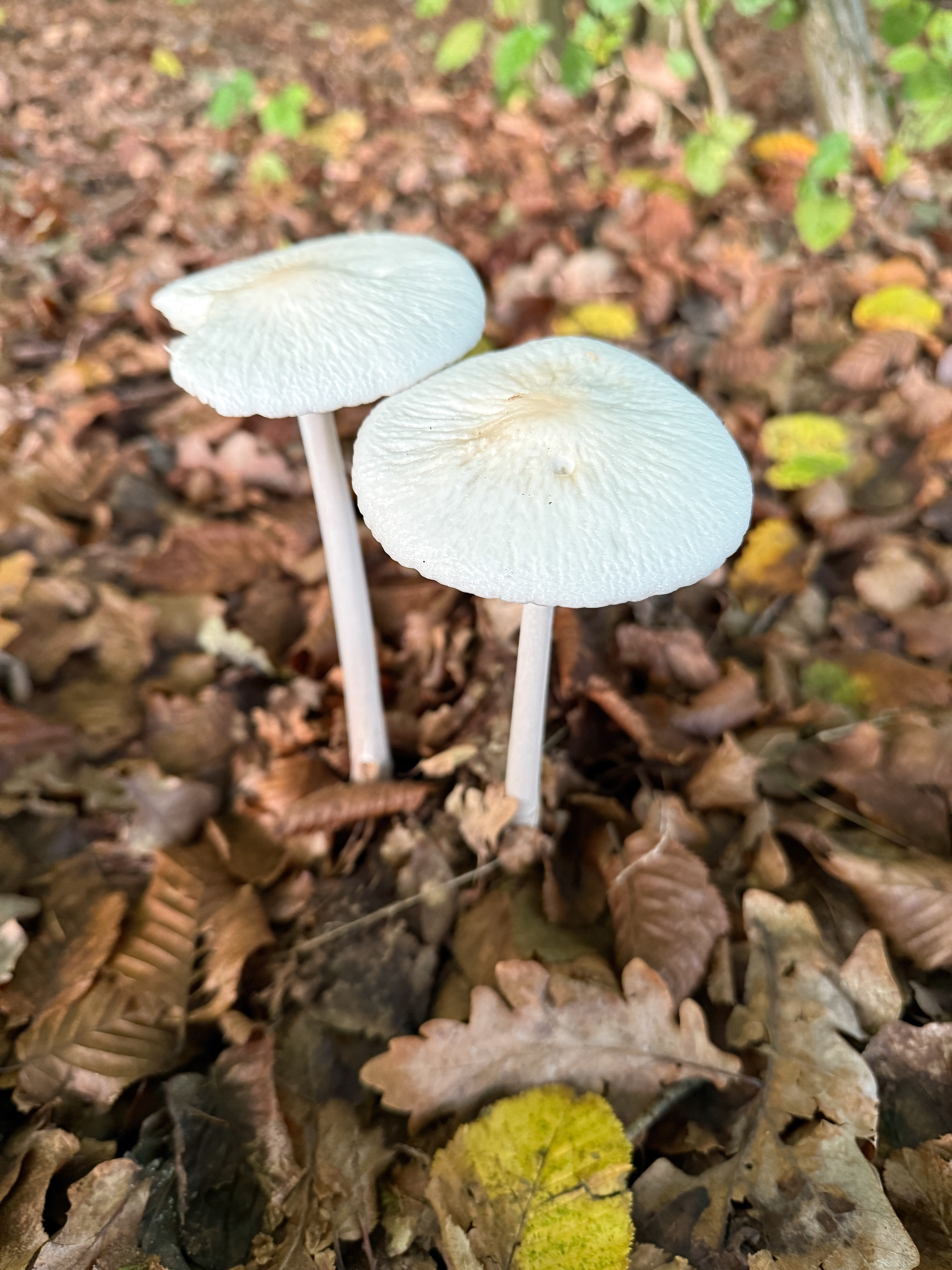 Penízovka kořenující (Hymenopellis radicata)