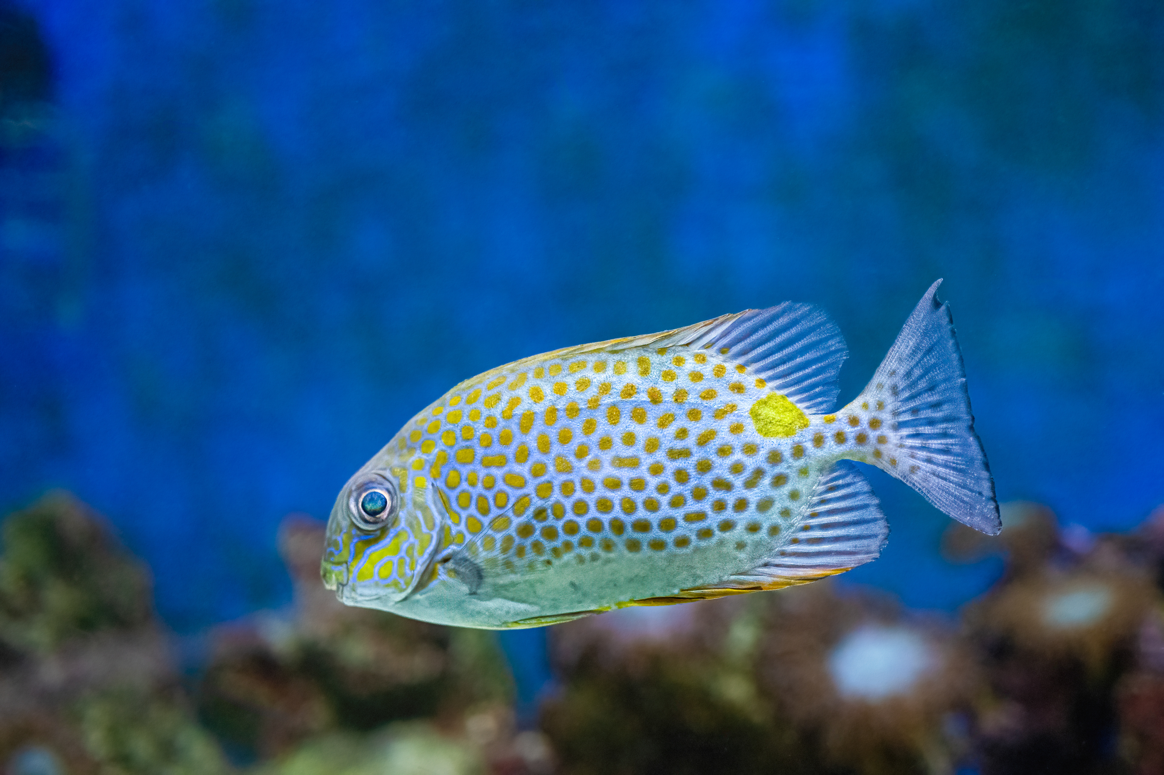 Králíčkovec skvrnitý (Siganus guttatus)