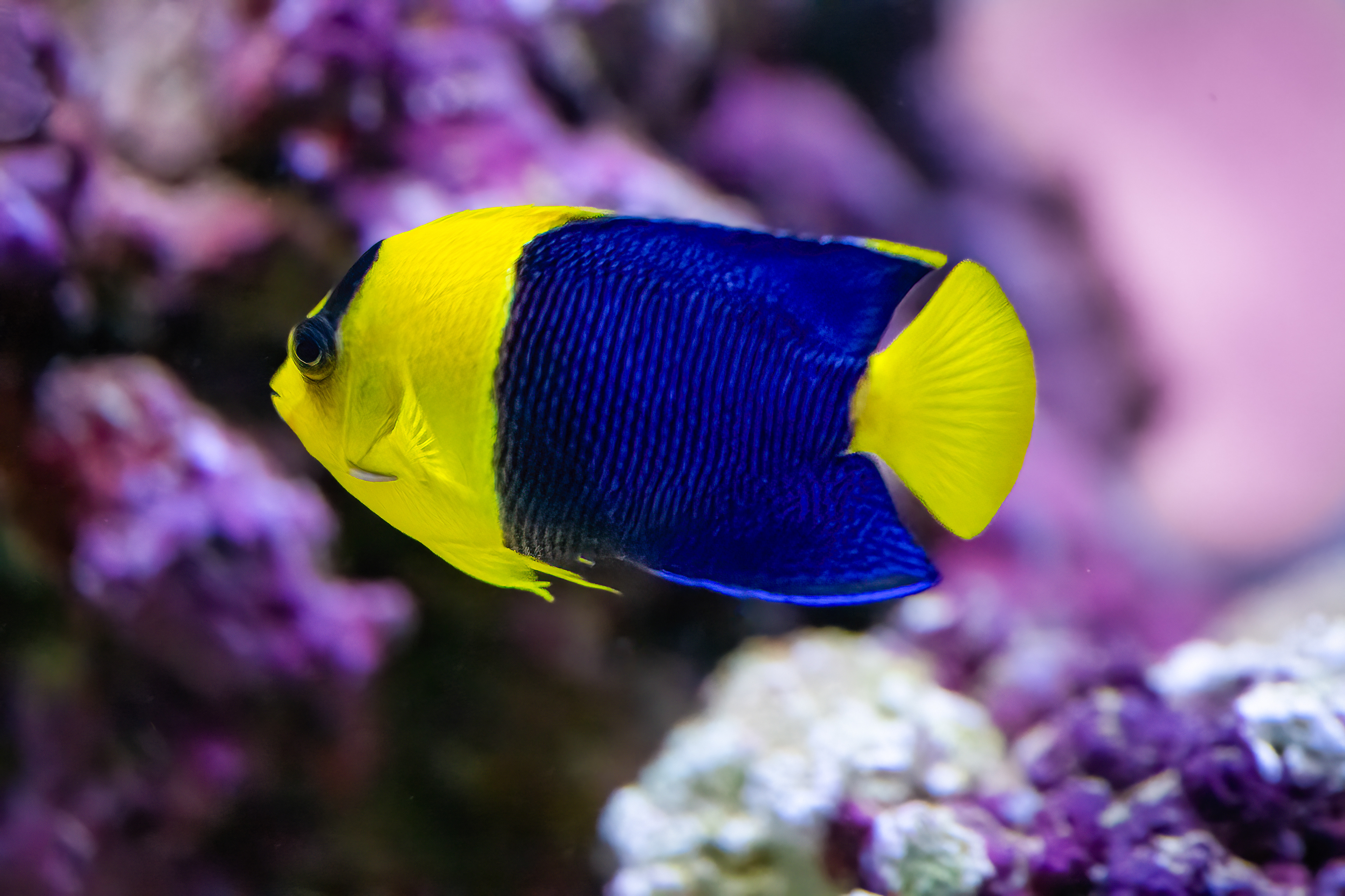 Pomčík modrožlutý (Centropyge bicolor)