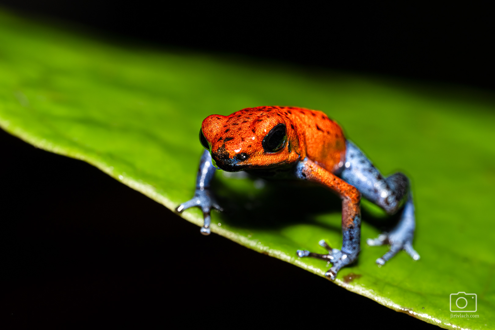 Pralesnička drobná (strawberry poison frog, strawberry poison-dart frog or blue jeans poison frog, Oophaga pumilio, dříve Dendrobates pumilio)