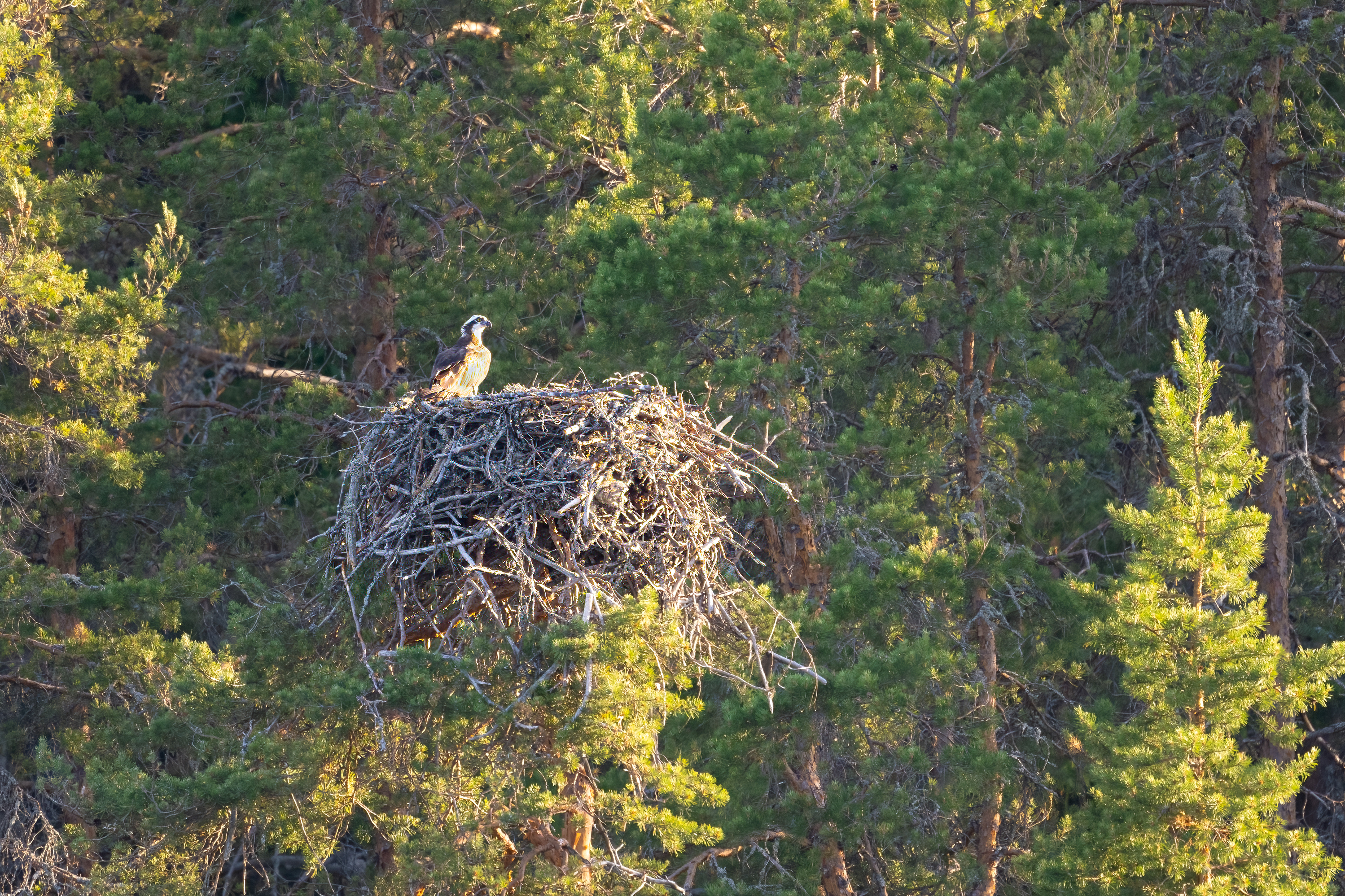 Orlovec říční ( Pandion haliaetus )?, Finsko