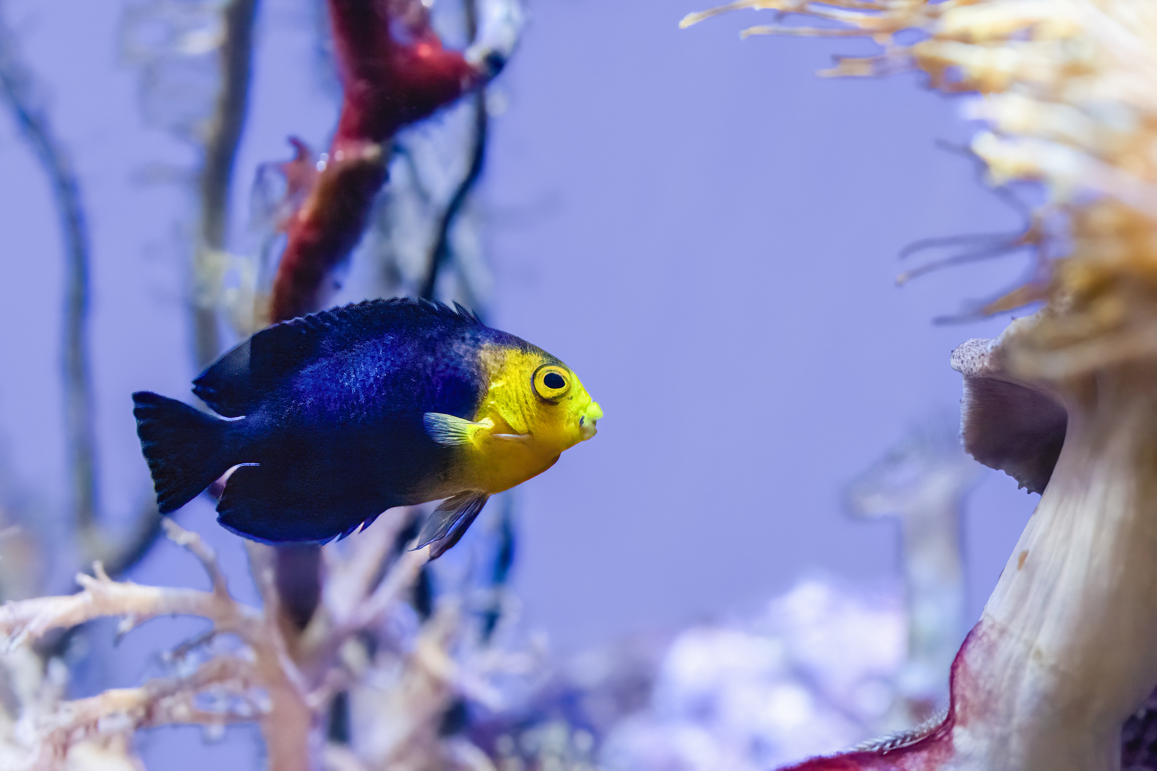 Pomčík žlutohlavý (Centropyge argi)