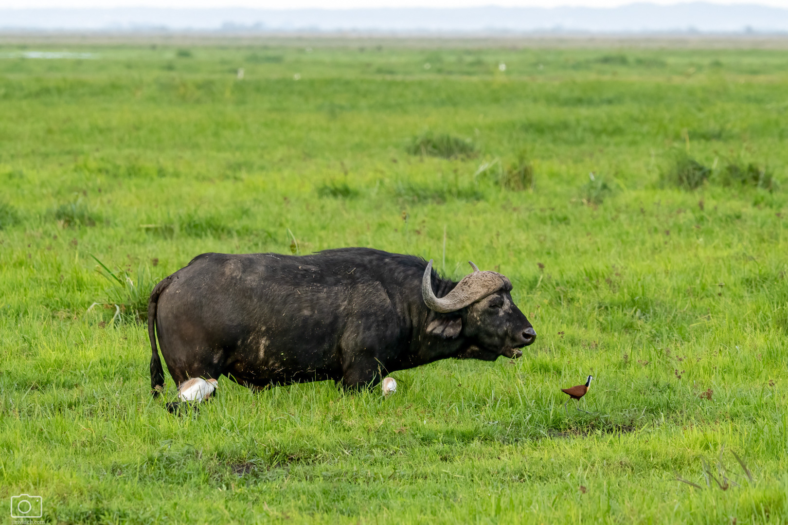 Buvol africký (Syncerus caffer), Kenya, 12/2025