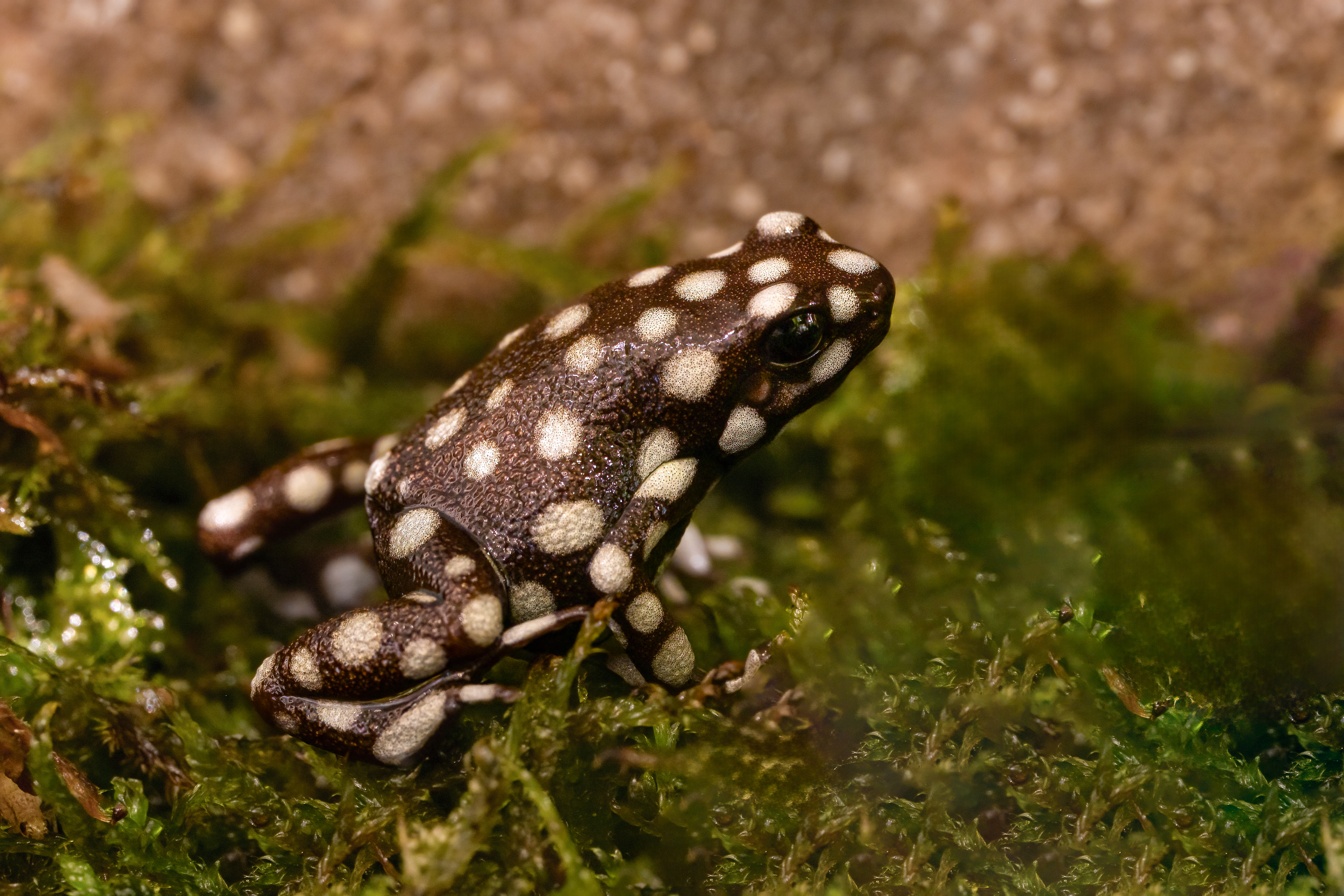 Pralesnička tajemná (Excidobates mysteriosus), 08/2024