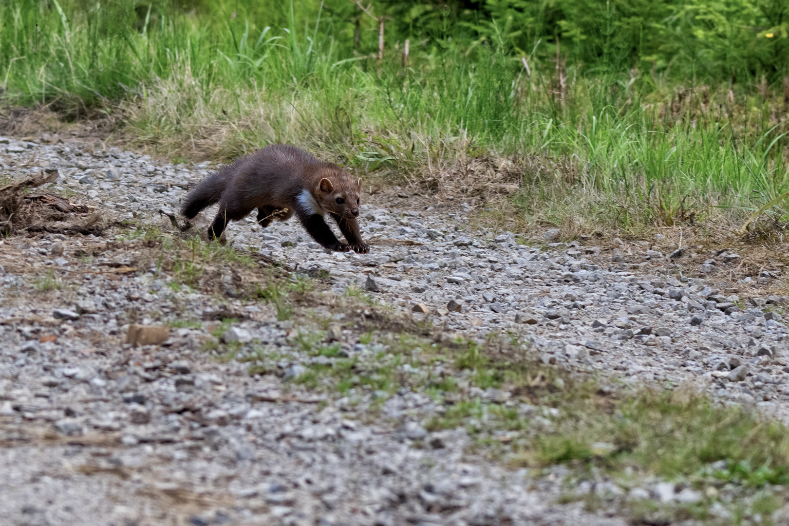 Kuna skalní (Martes foina), Vysočina, 08/2022