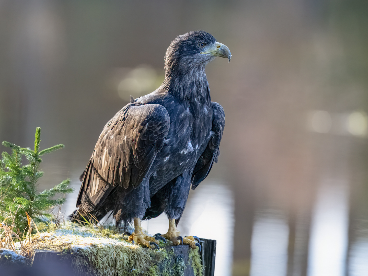 Orel mořský (Haliaeetus albicilla), Vysočina, 02/2024