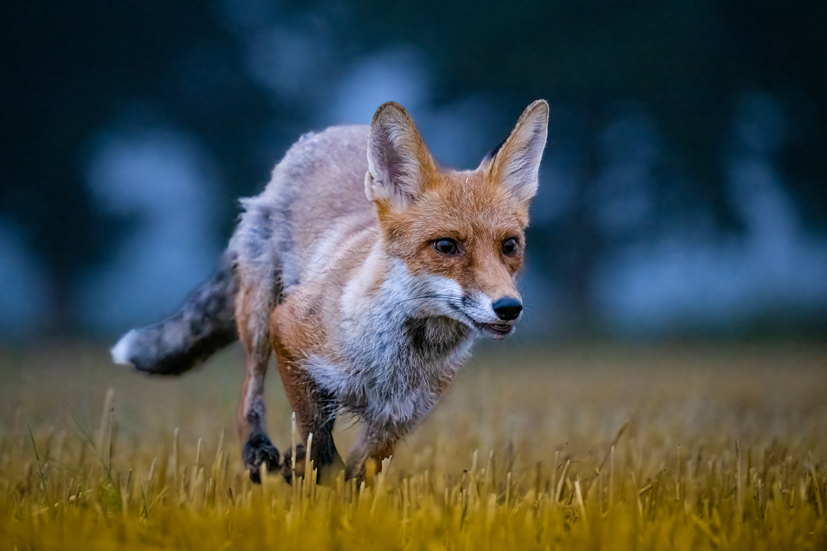 Liška obecná (Vulpes vulpes), Vysočina, 08/2022