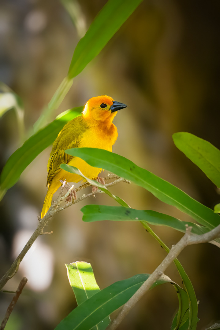 Snovač východoafrický (Ploceus castaneiceps), Kenya, 12/2025