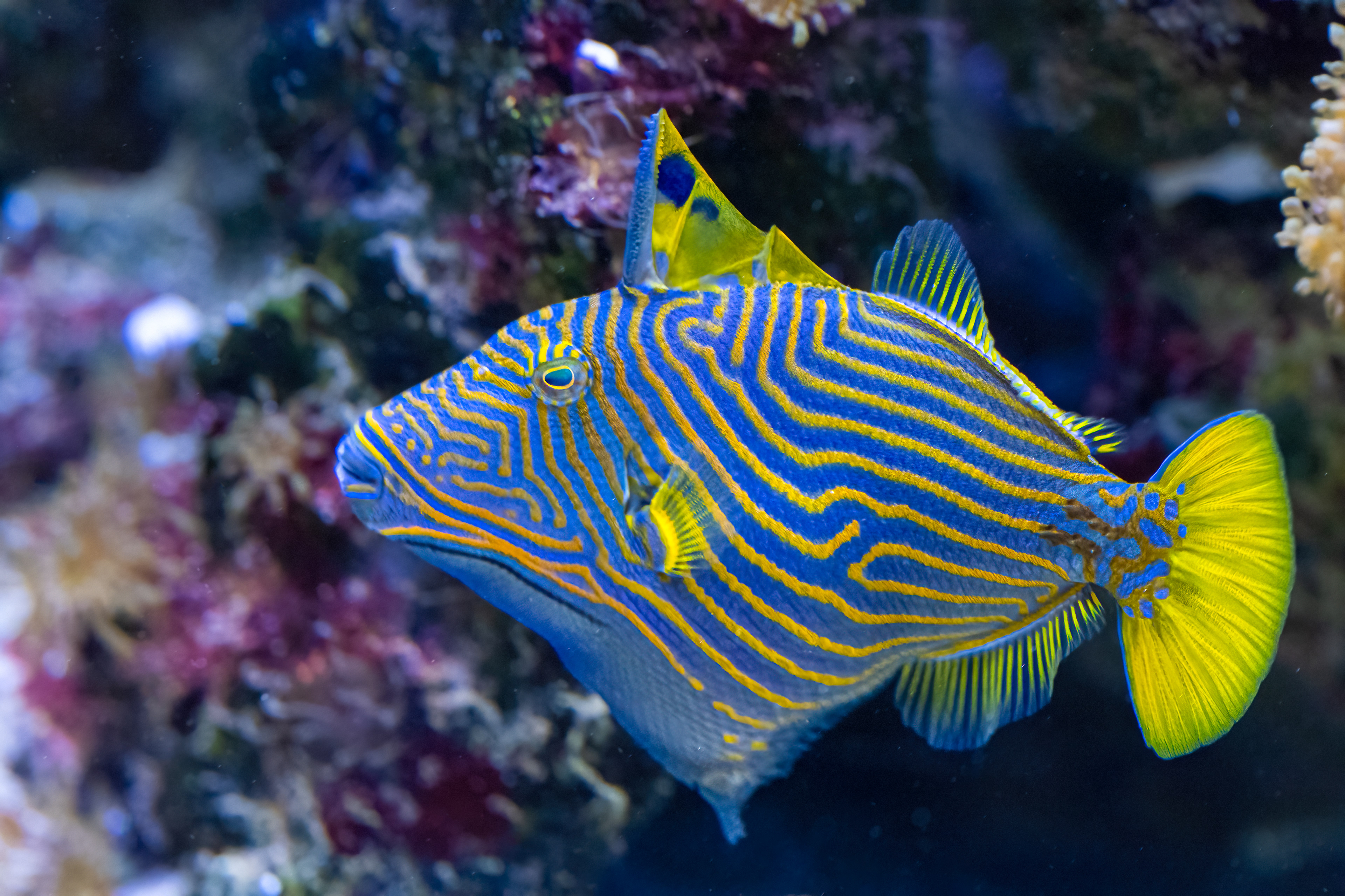 Ostenec oranžovoproužkatý (Balistapus undulatus)