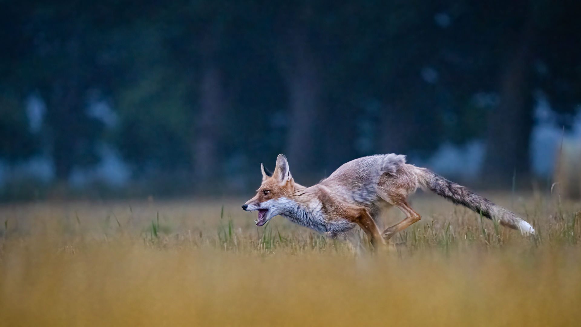Liška obecná (Vulpes vulpes), Vysočina, 08/2022