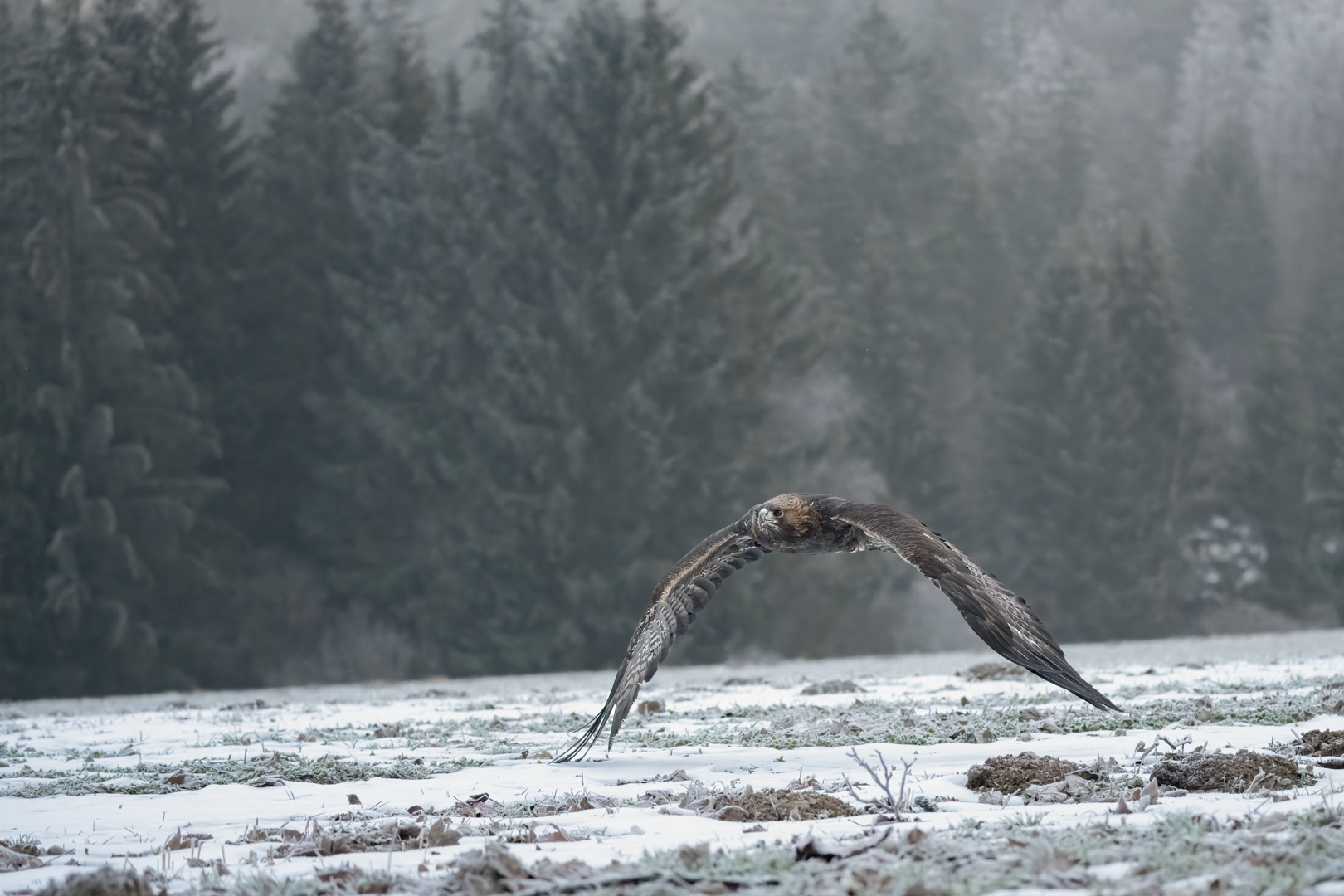 Orel skalní (Aquila chrysaetos), Vysočina, 03/2023