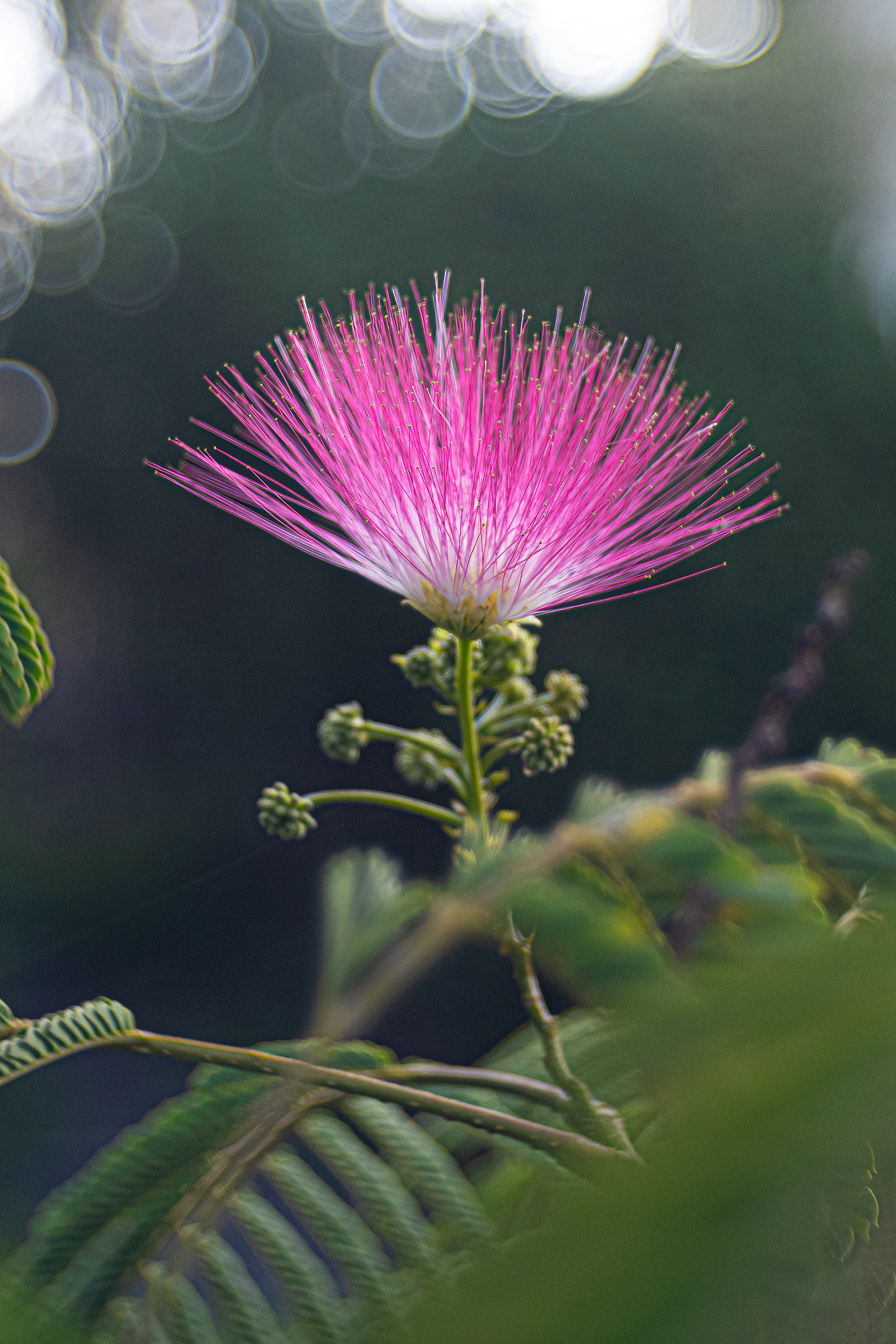 Perská akácie, albízie (Albizia julibrisin), Pyšely, 08/2024