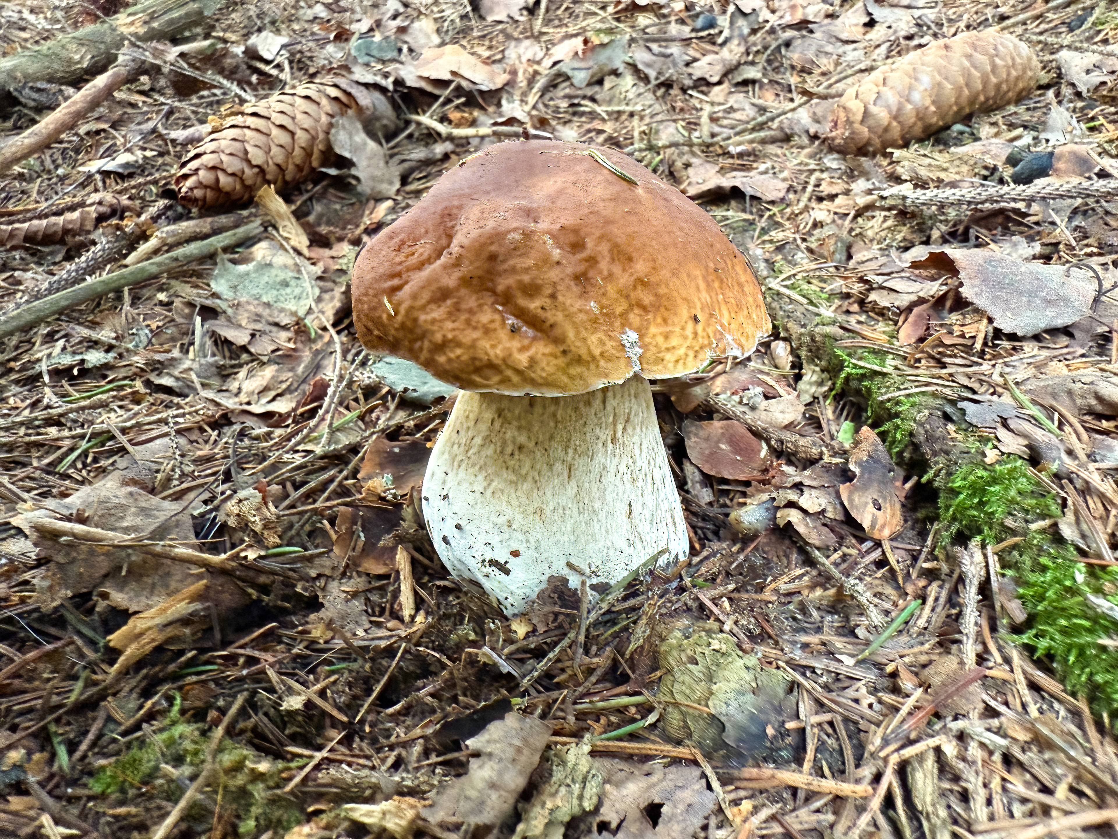 Hřib smrkový (Boletus edulis)