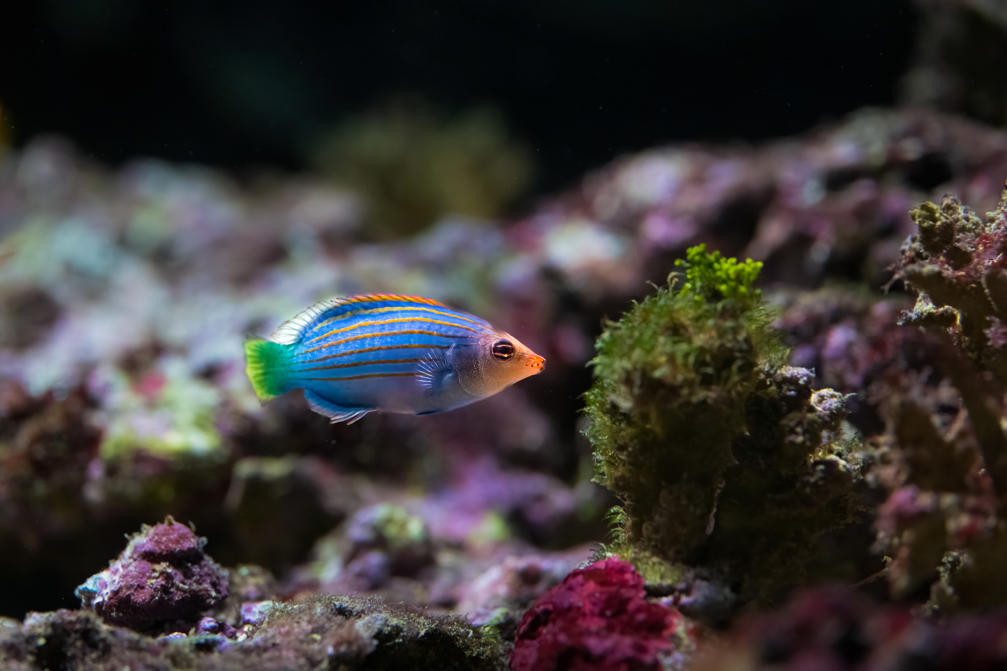 Pyskoun šestipruhý (Pseudocheilinus hexataenia)