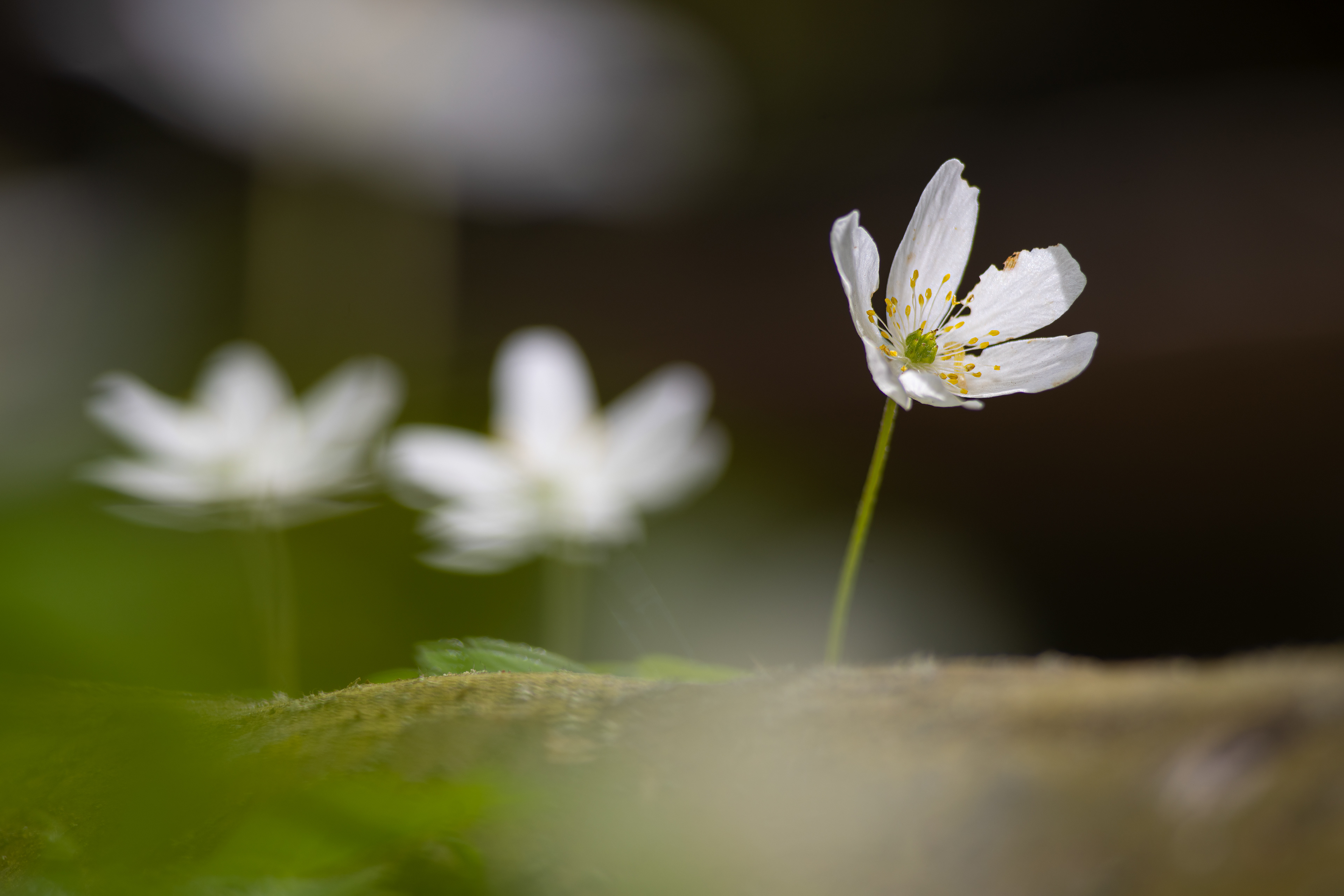Sasanka hajní (Anemone nemorosa)