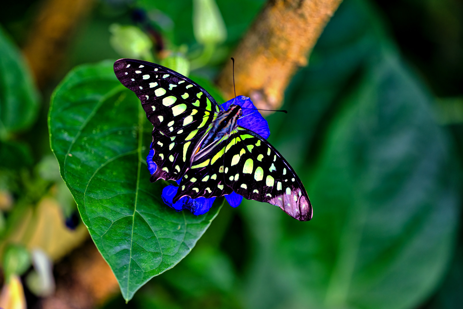 Graphium agamemnon, Fata Morgana, Praha, 05/2022