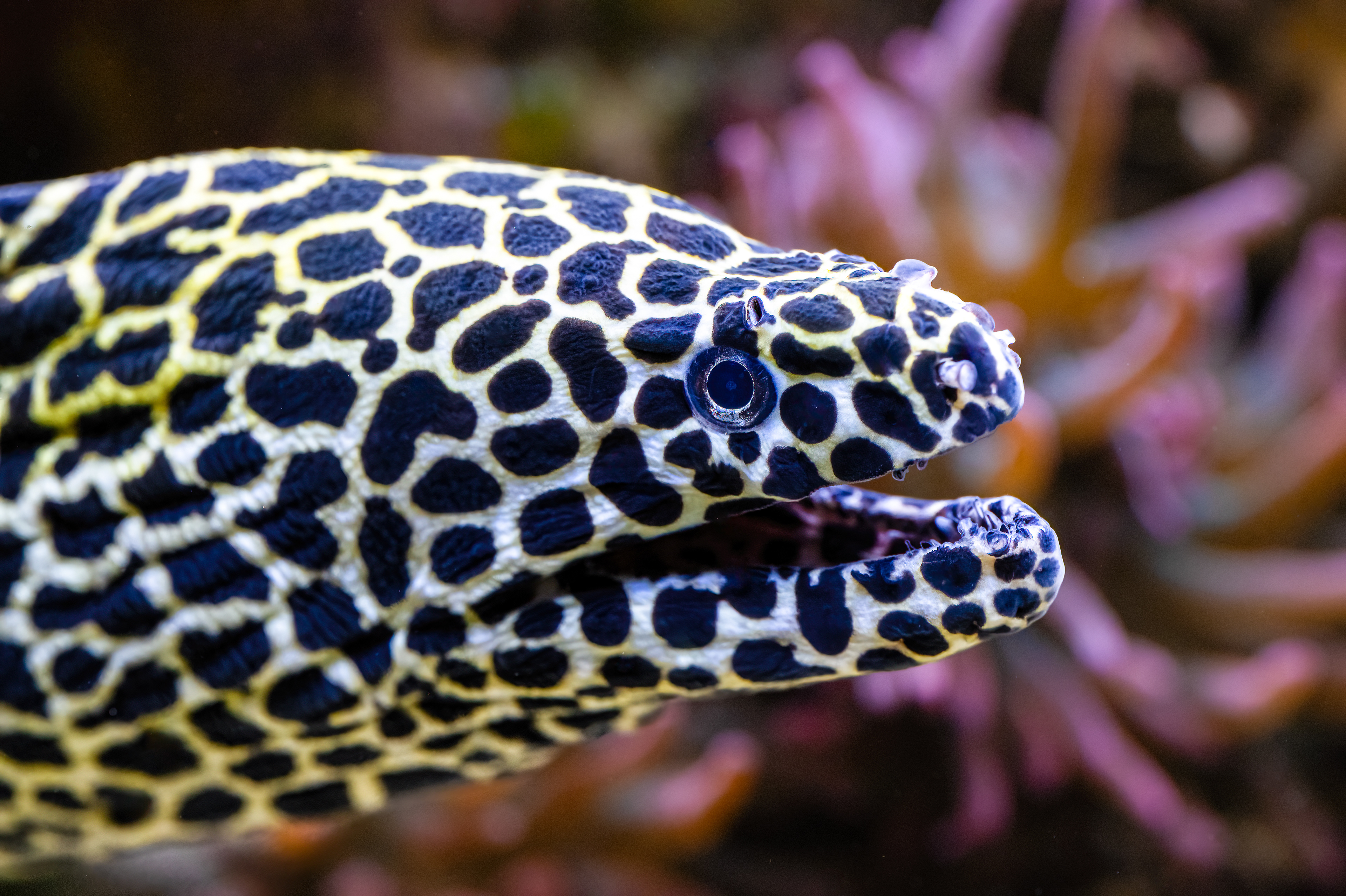 Muréna síťovaná (Gymnothorax favagineus)