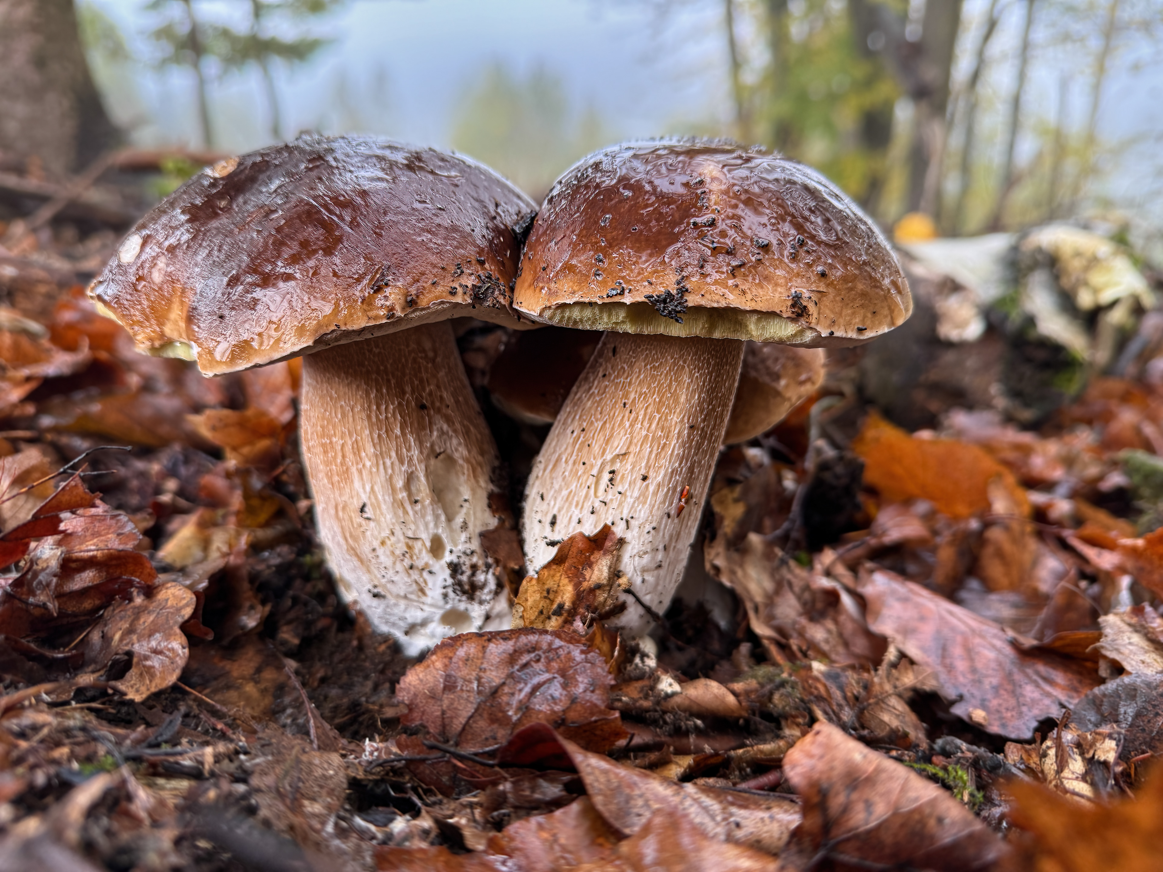 Hřib smrkový (Boletus edulis)