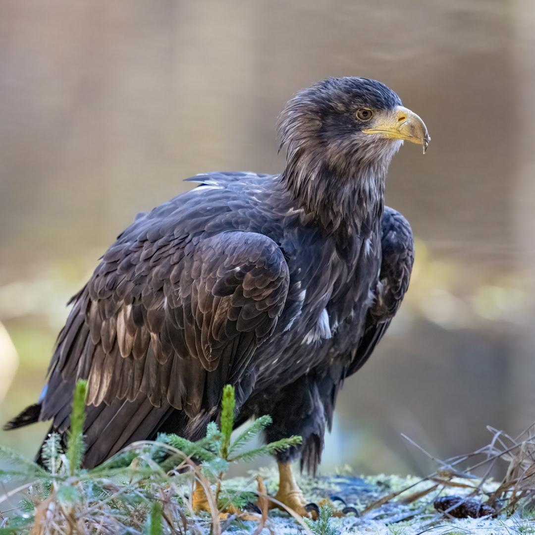 Orel mořský (Haliaeetus albicilla), Vysočina, 02/2024