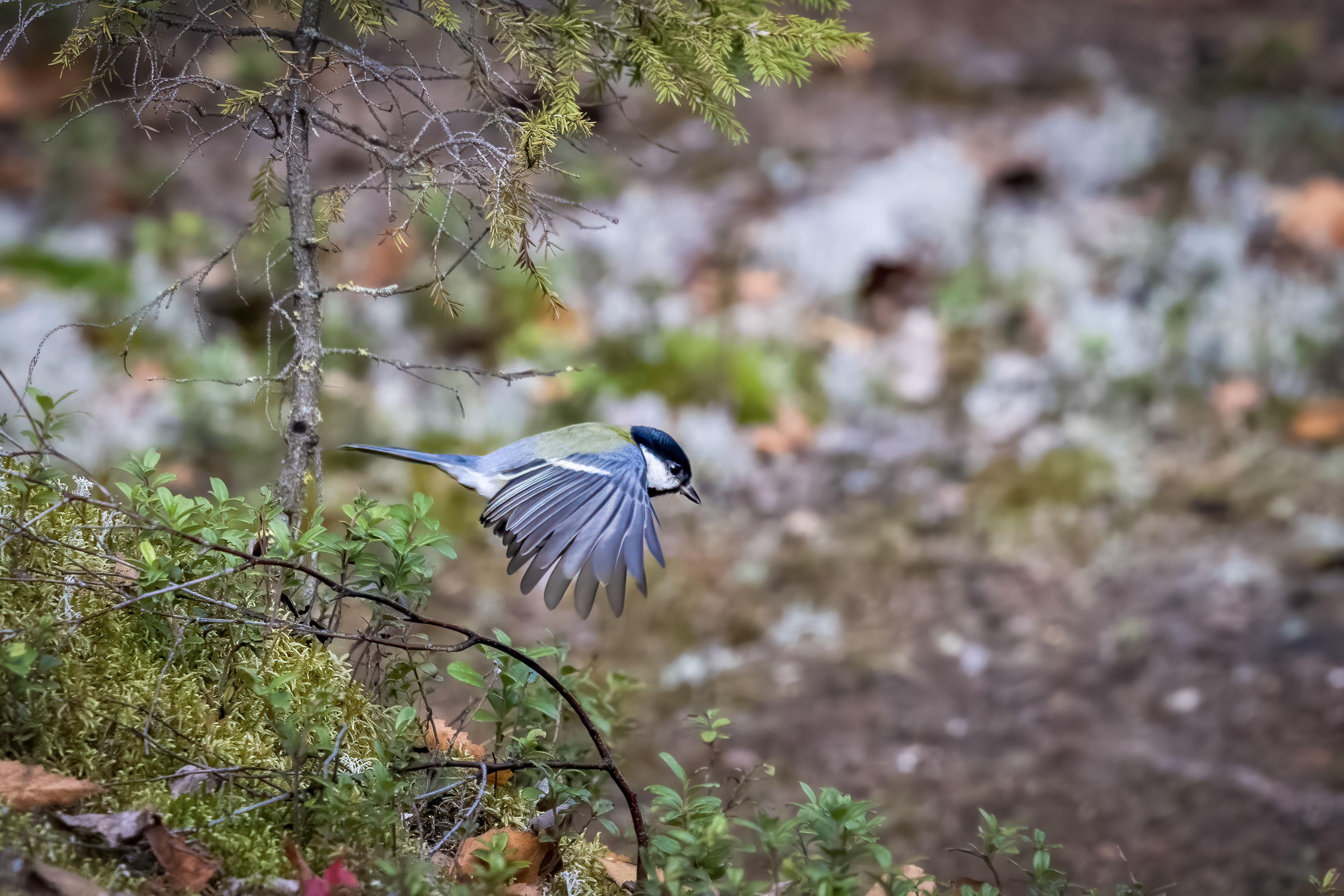 Sýkora lužní (Poecile montanus), Finsko, 09/2025