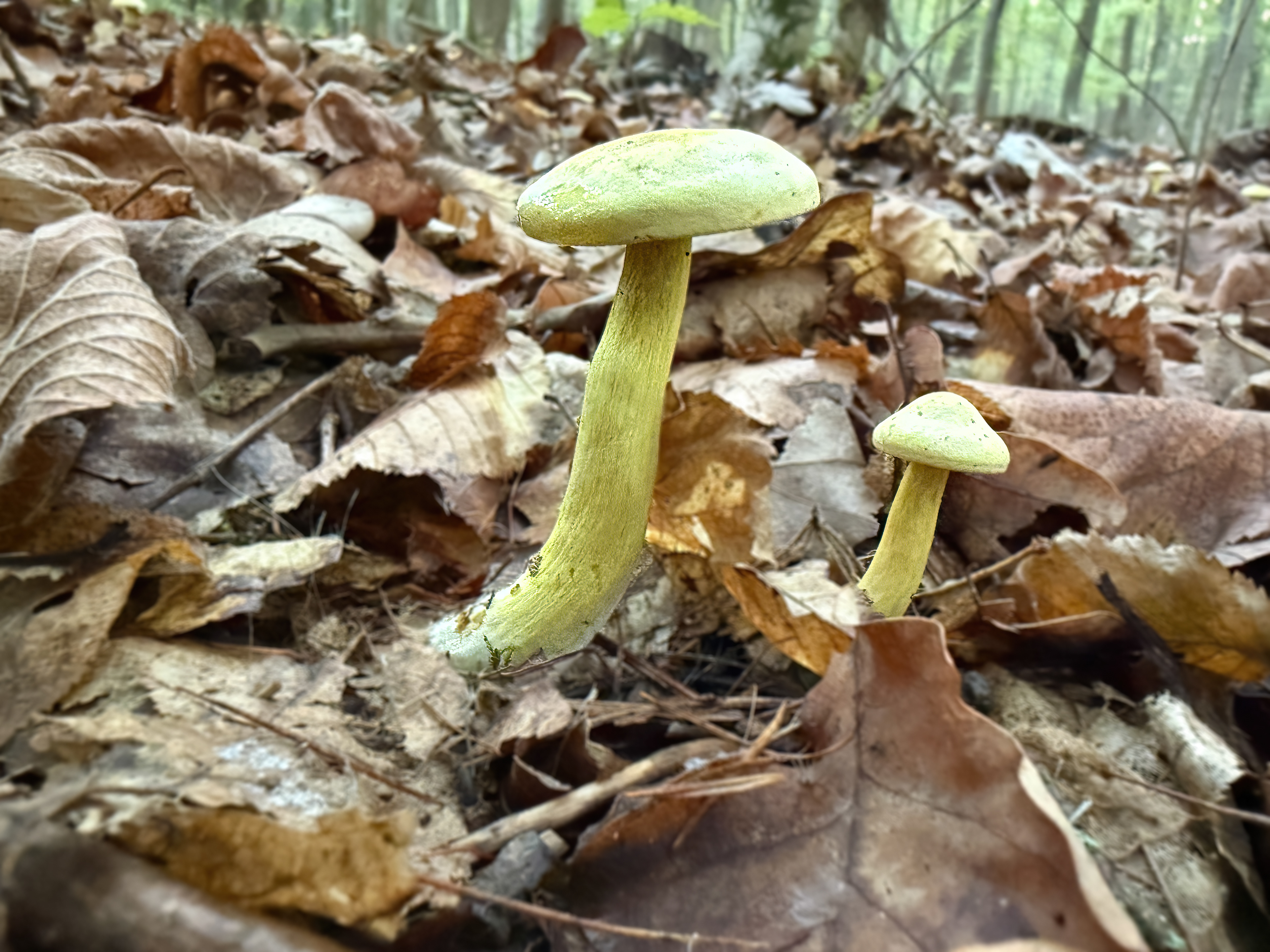 Čirůvka sírožlutá (Tricholoma sulphureum)